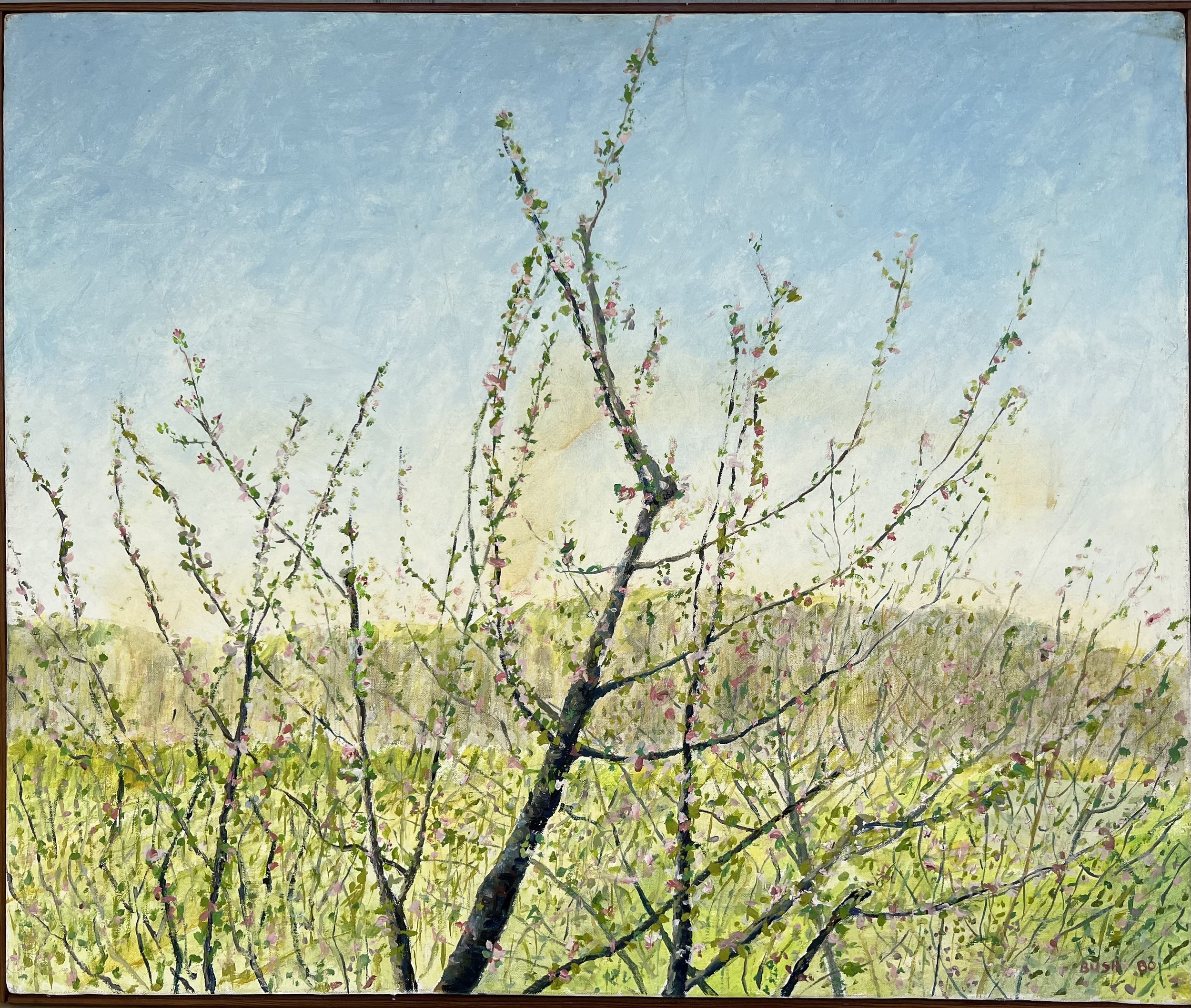 Apple Blossom    |   198?     |    24 x 29     |   oil on canvas   |      700