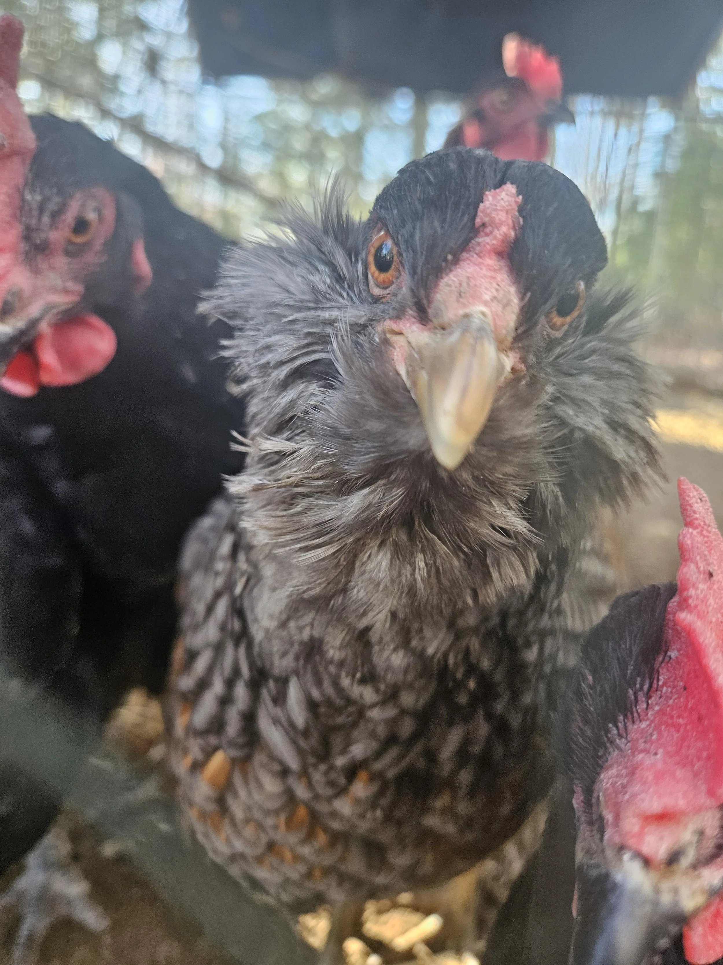 20250110_131229 (1).jpg