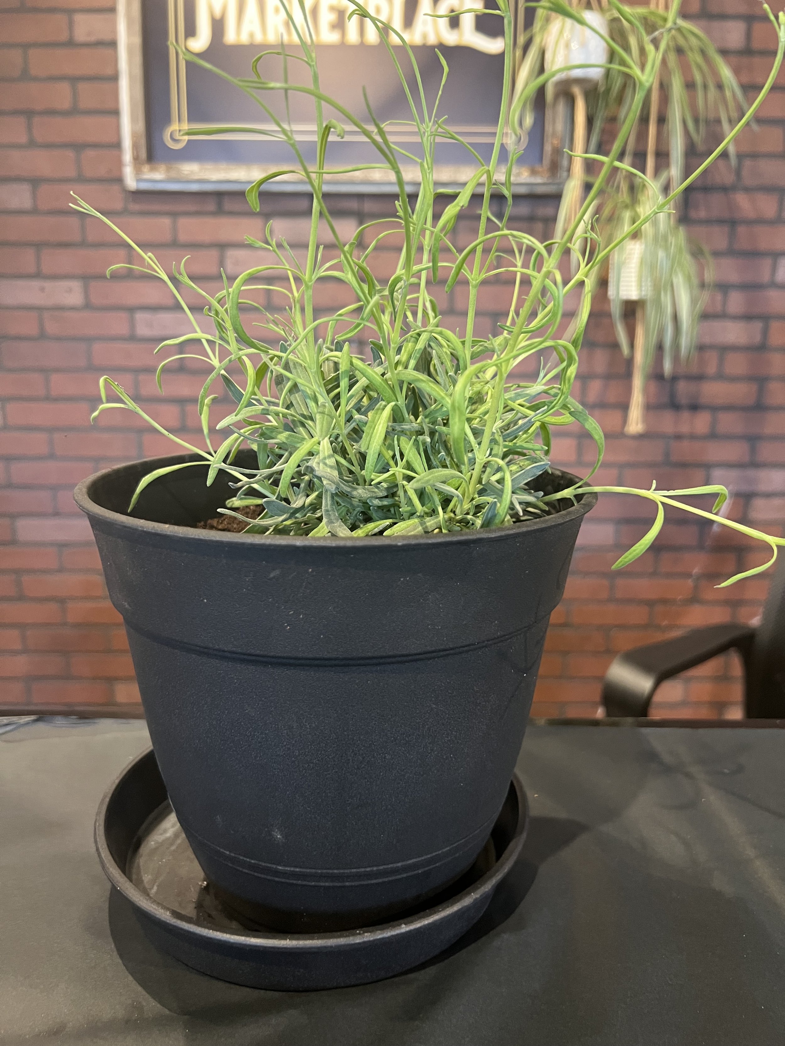 Lavender Plants