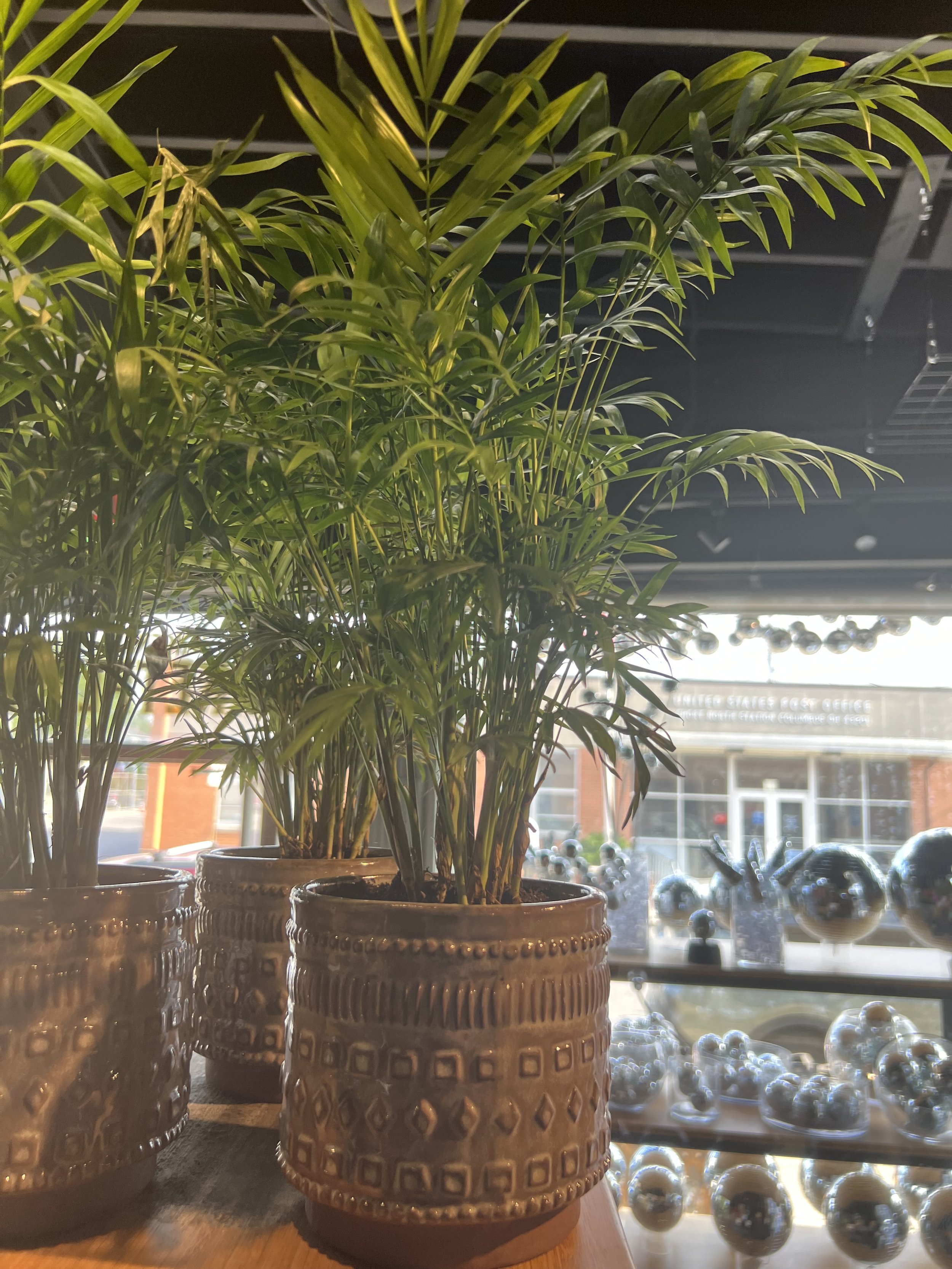 Palm Plant