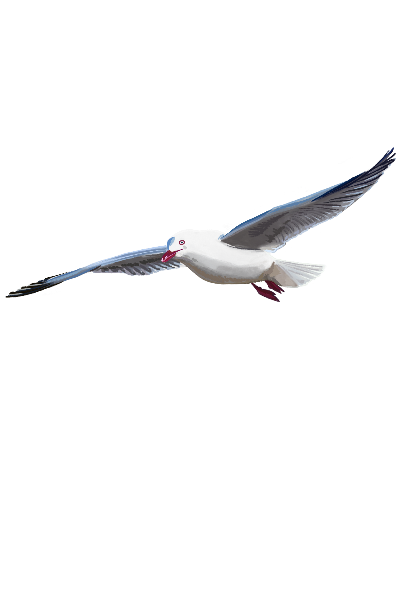 A cartoon illustration of a seagull with wings spread wide flying.