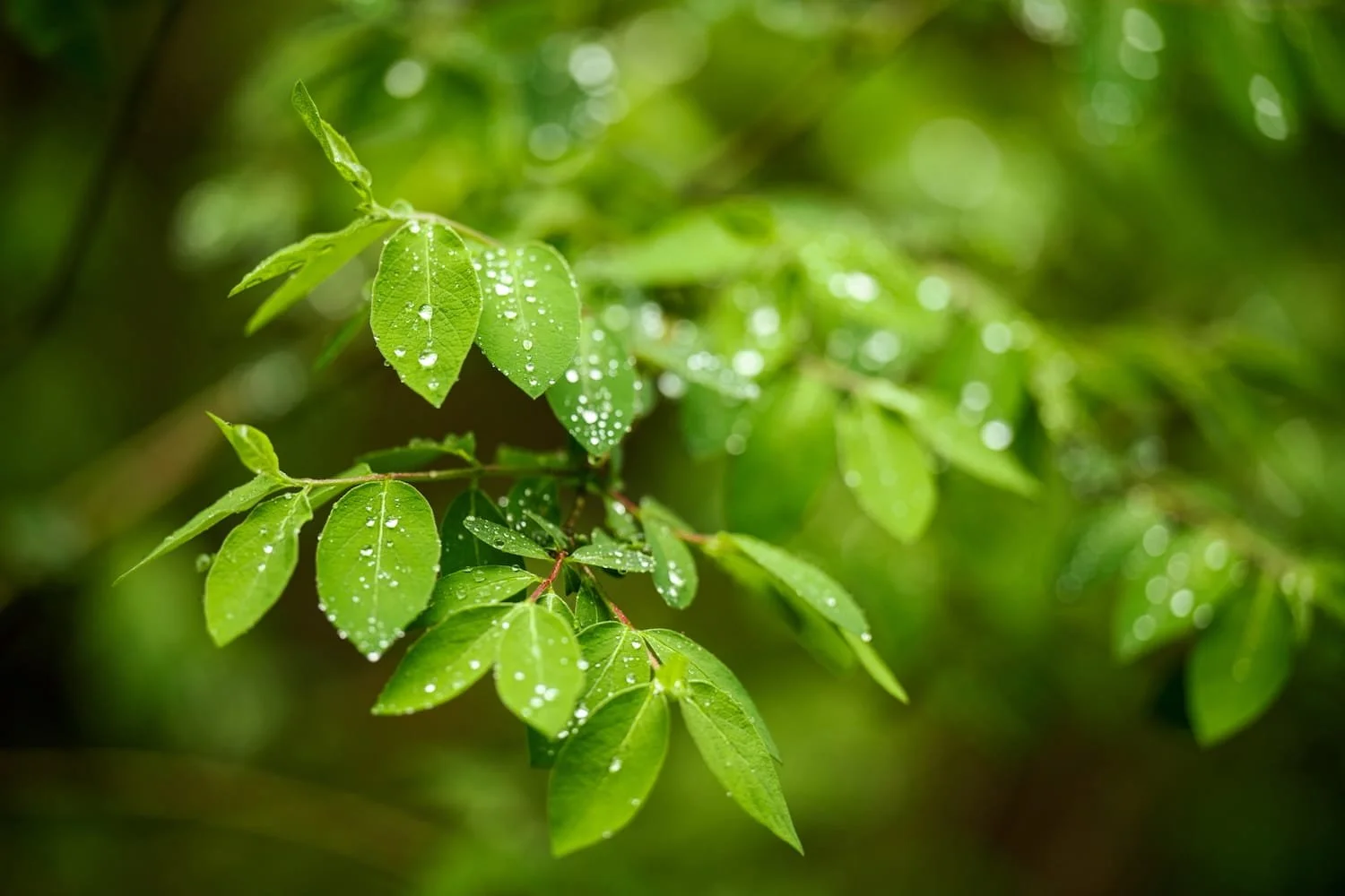 Close-up of green leaves with water droplets on them, in a natural outdoor setting.