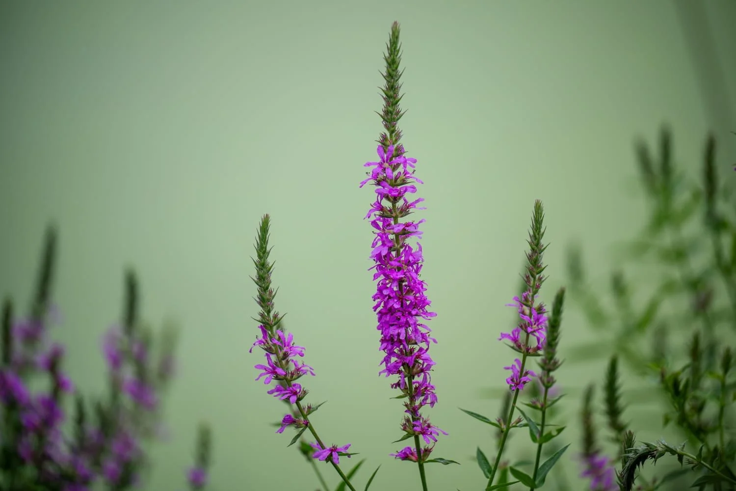 Close-up of pink and purple flowering plants with green buds against a soft green background.