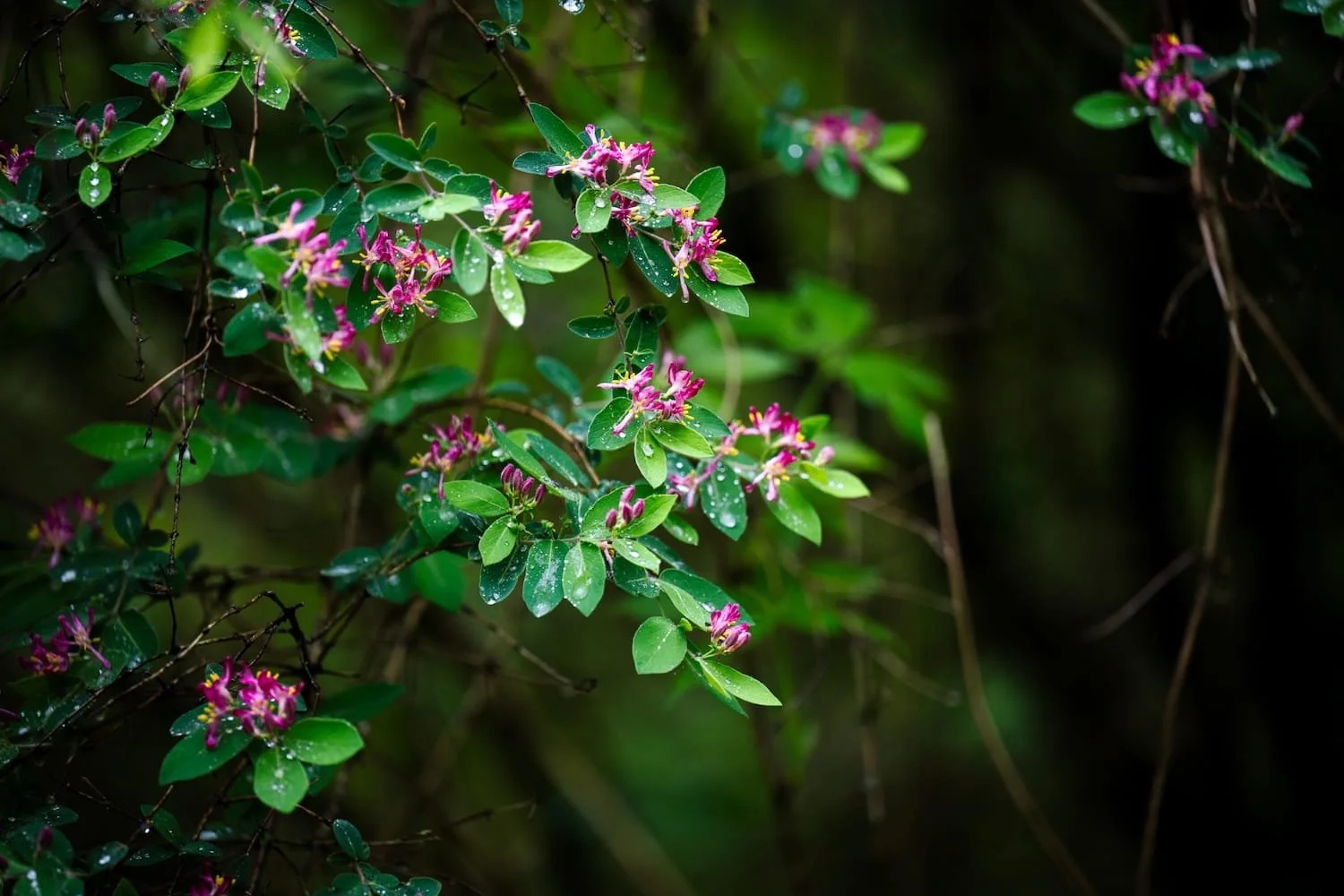 Close-up of green leafy plant with small pink flowers and water droplets, set against a dark, blurred background.