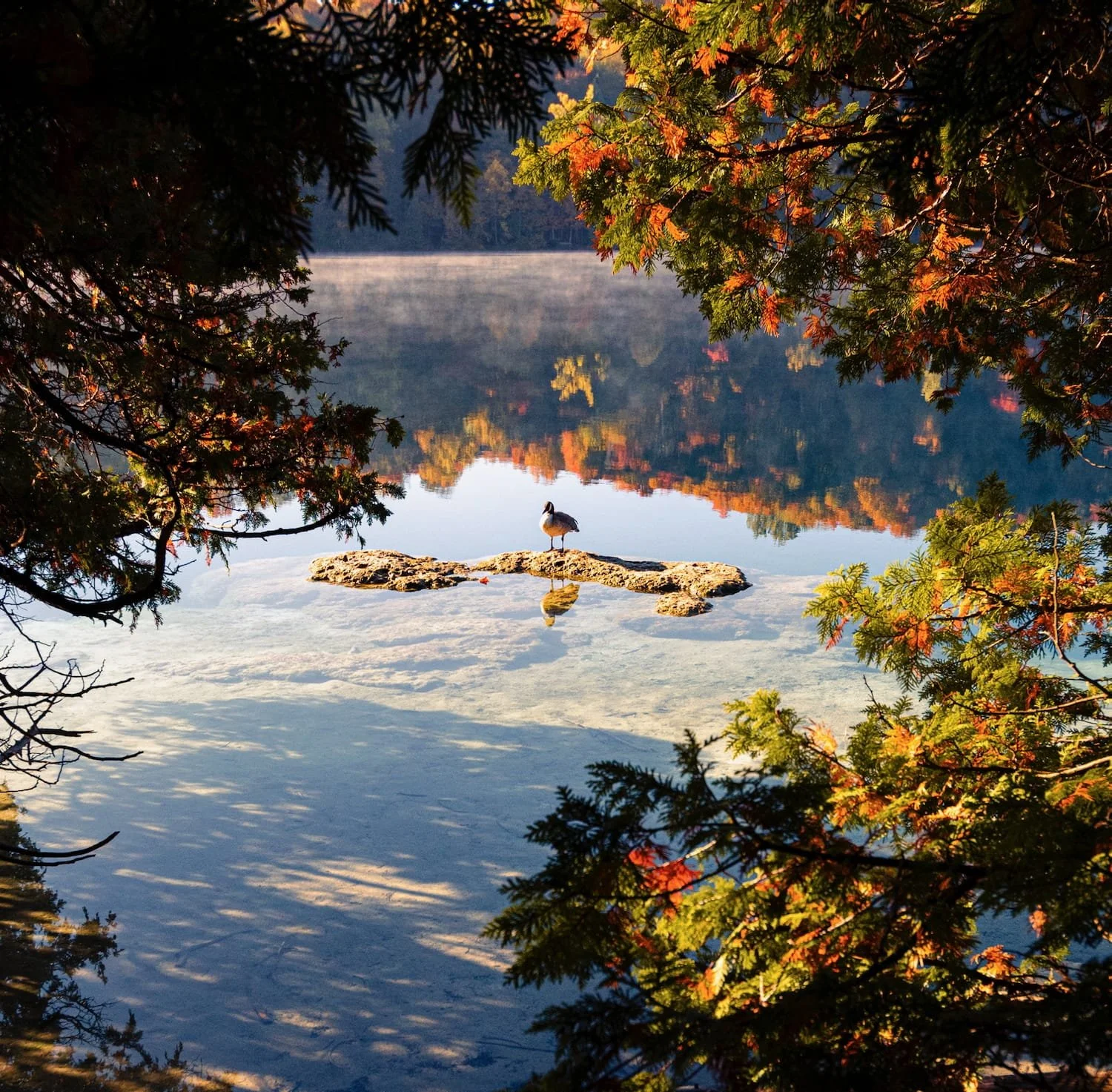 A peaceful lake scene with a bird standing on a rock in the water, framed by green and autumn-colored leaves.