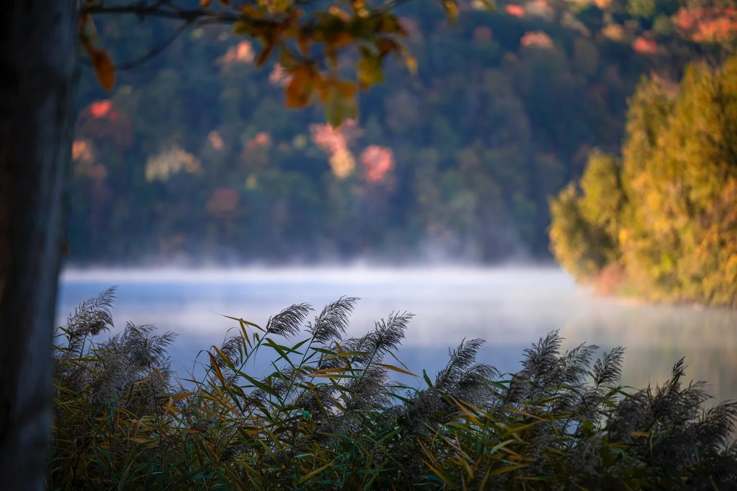 A peaceful lakeside scene with calm water, surrounded by trees with autumn foliage, and tall grasses in the foreground.