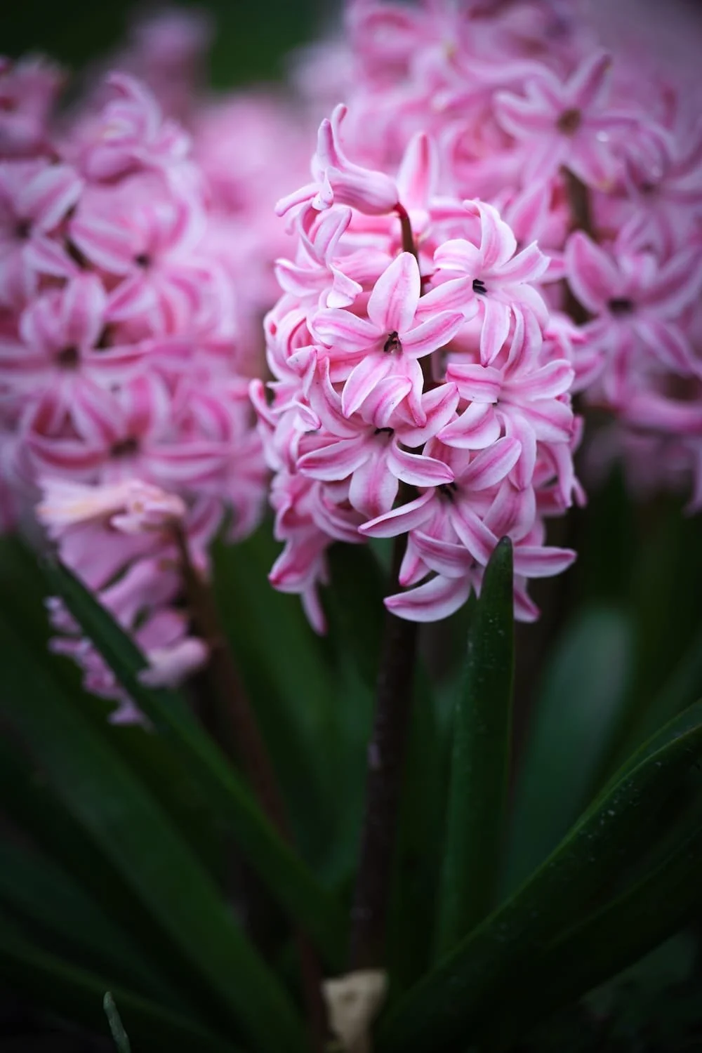 Close-up of a pink hyacinth flower with green leaves in the background.