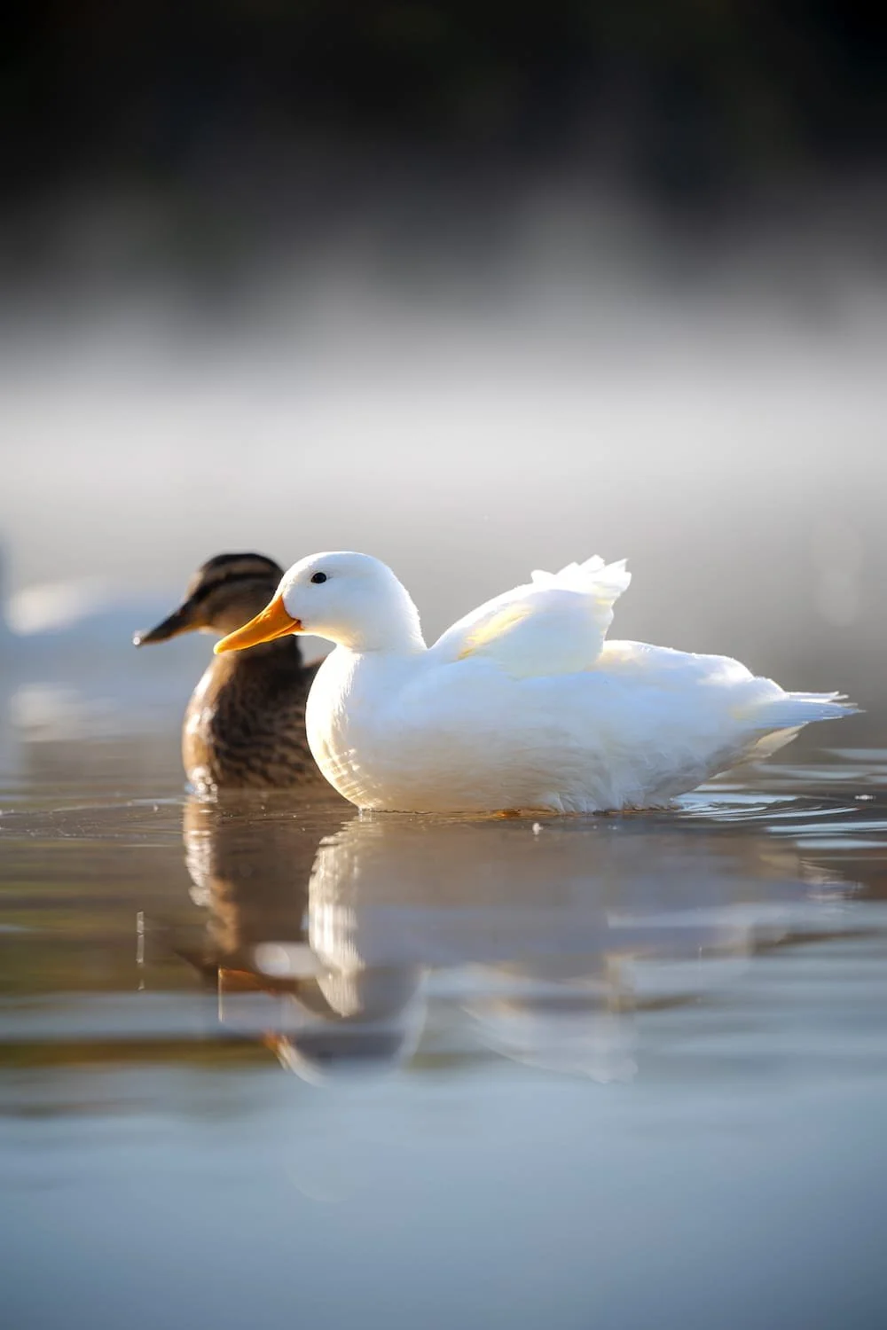 A pair of ducks swimming in water with one white duck in front and a brown and black duck behind it, both reflecting on the water's surface.