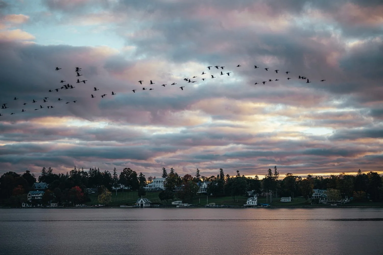 A flock of birds flying over a waterfront residential neighborhood during sunset with a cloudy sky.