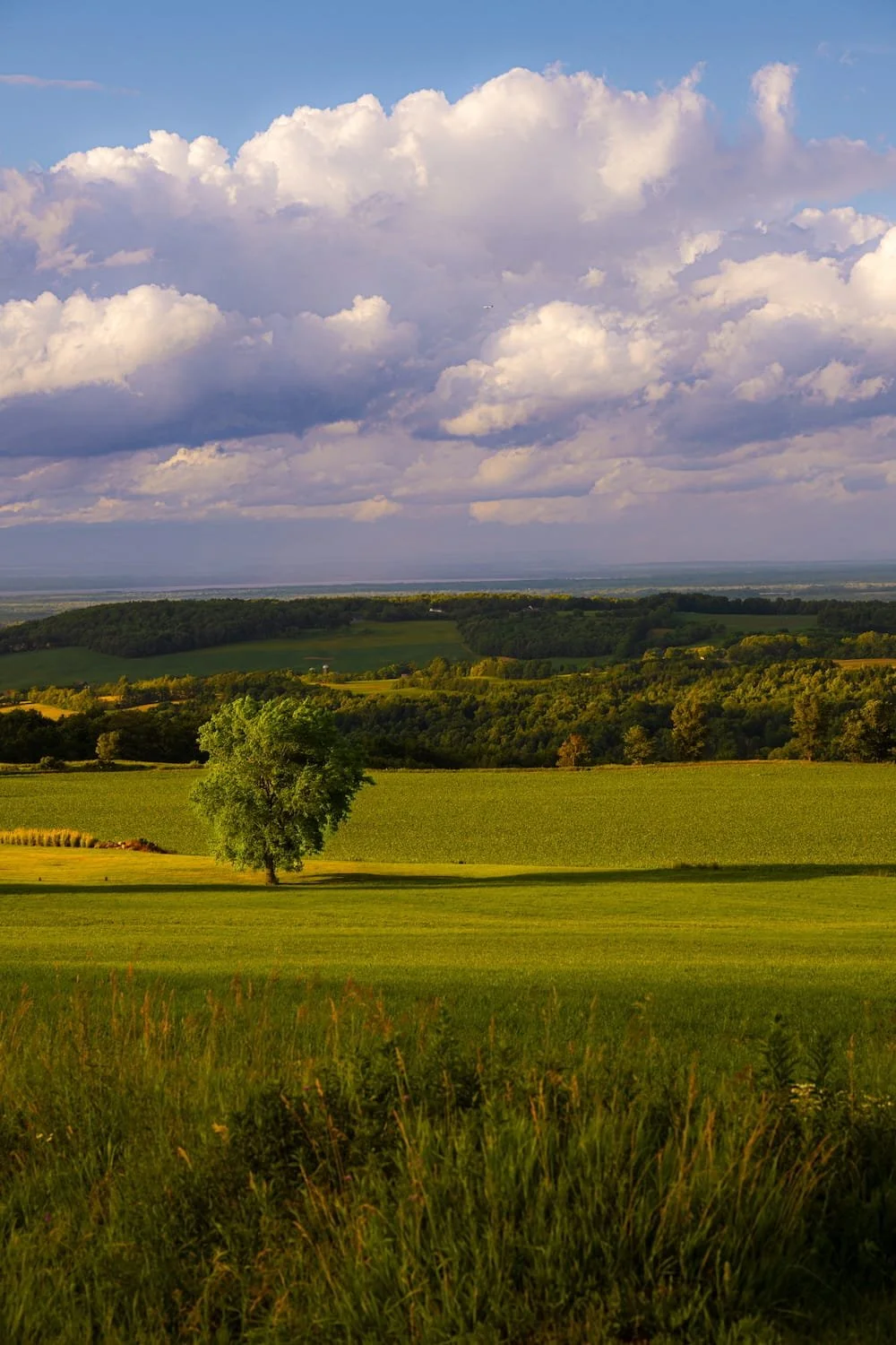 Scenic landscape of rolling green hills, a lone tree, and a sky with large, fluffy clouds.