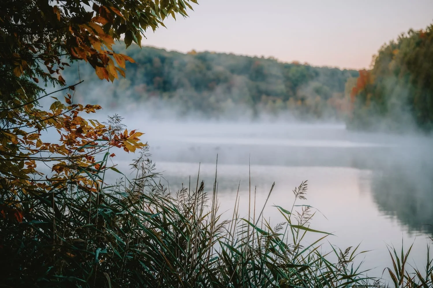 A foggy river scene with leafy trees and tall grass in the foreground, and hills with autumn foliage in the background.