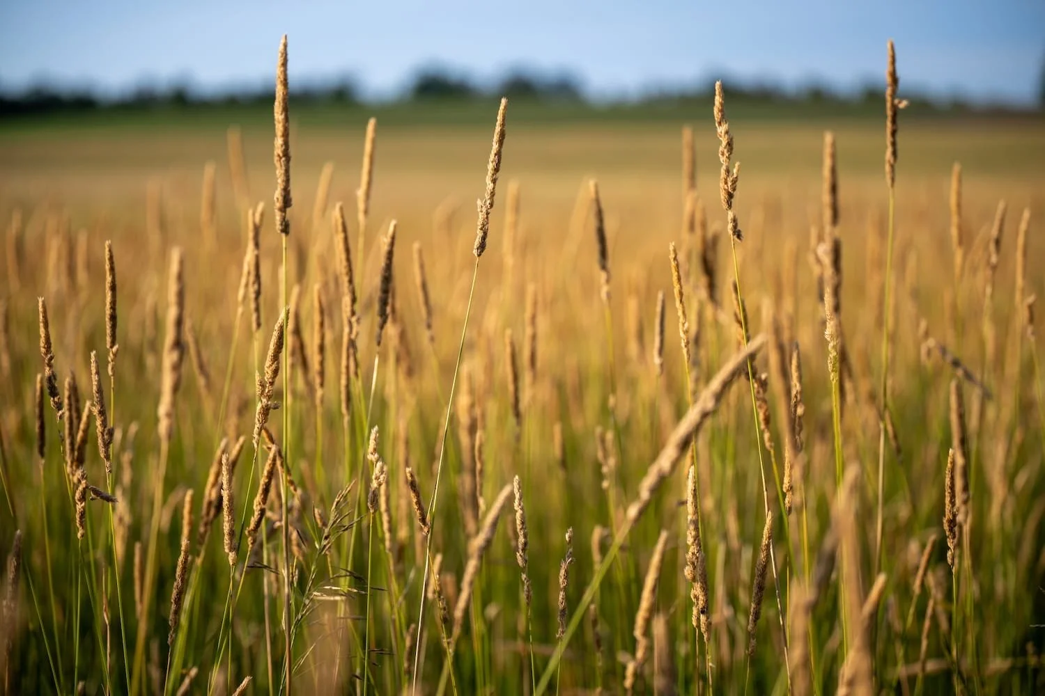 Golden tall grass in a field during daytime with a blurred background of distant trees and blue sky.