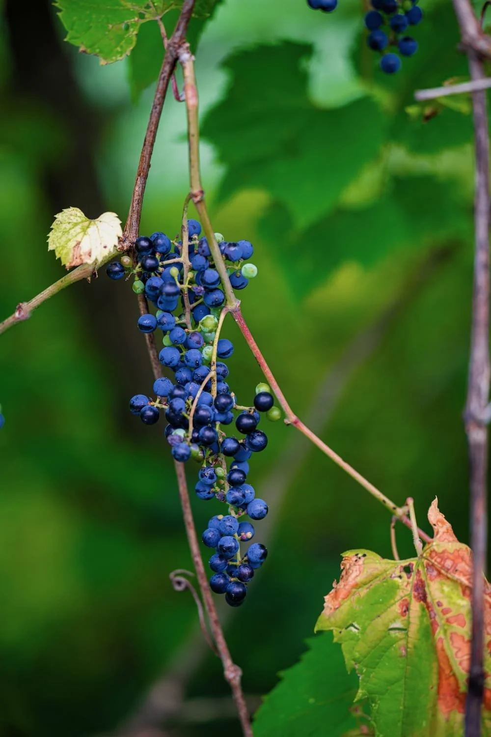 A bunch of ripe dark blue grapes hanging from a vine among green leaves.