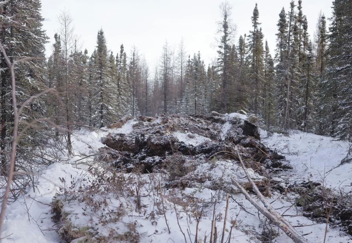 TK Array Supports Caribou Habitat Restoration in Alberta’s Bistcho Range