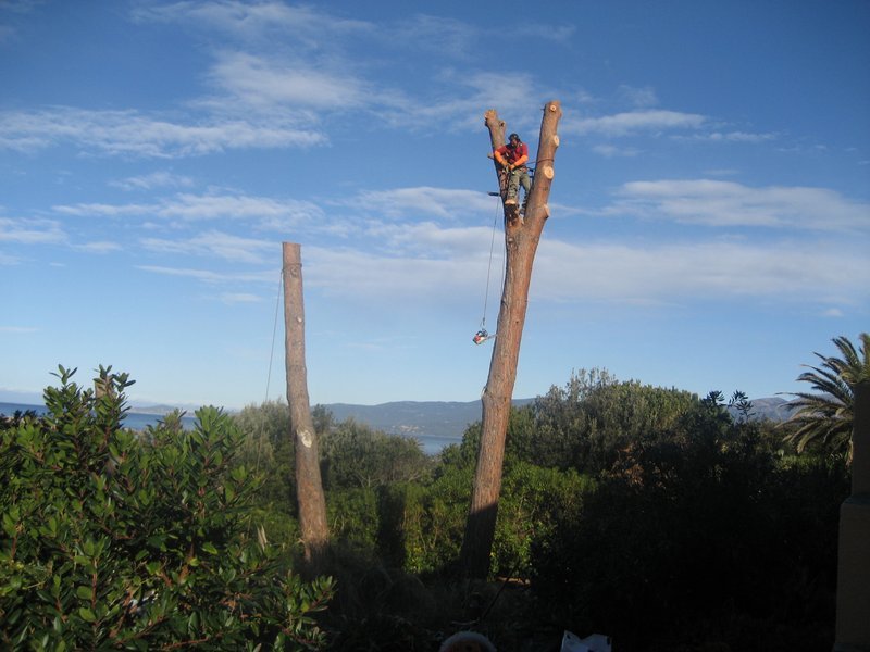 Un élagueur en train de couper un arbre haut dans un paysage naturel avec des arbres et un ciel bleu.
