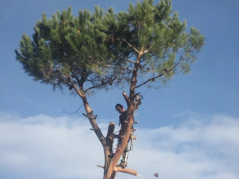 elagage ajaccio 3.jpg