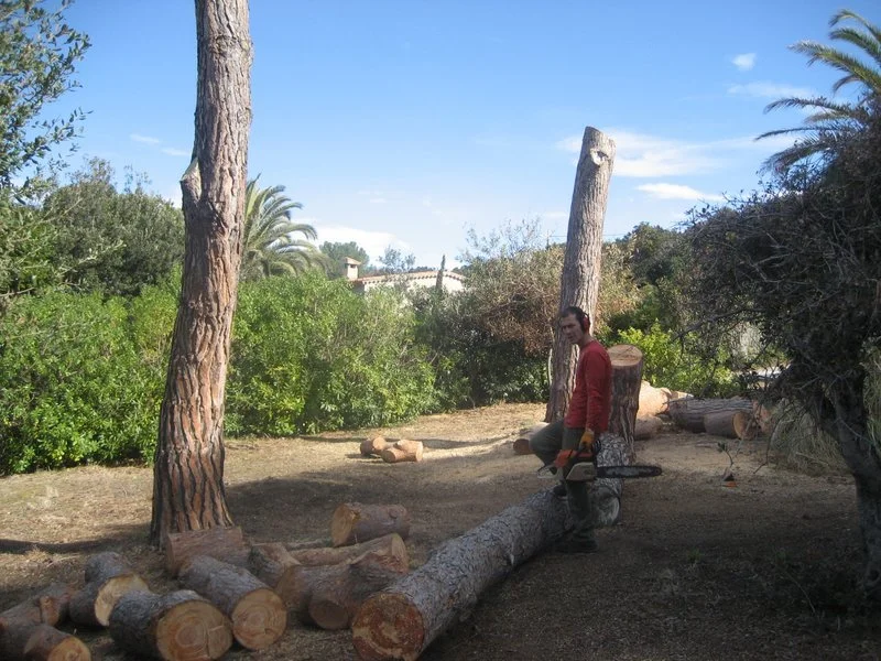 elagage ajaccio.jpg