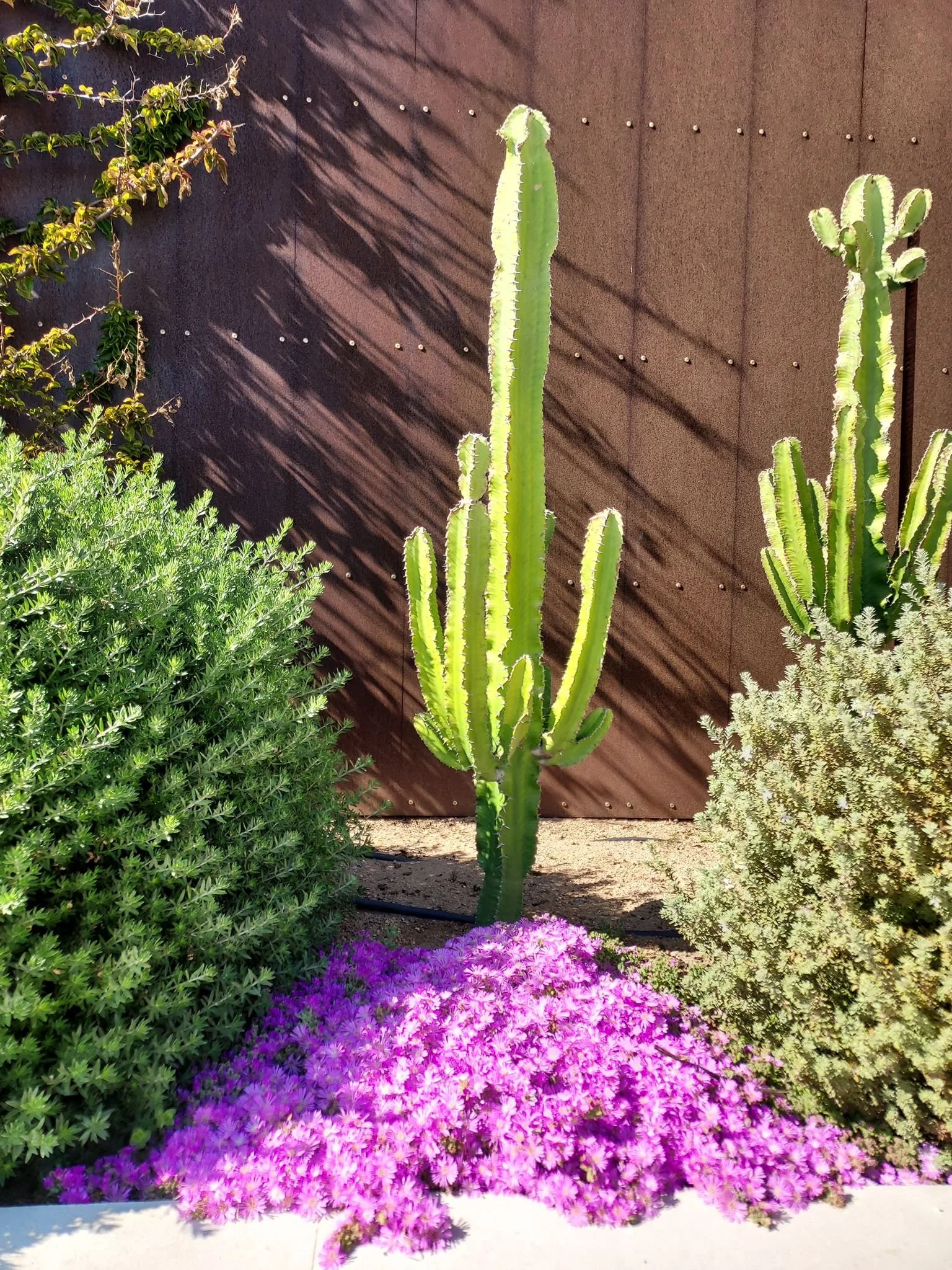 Réalisation de jardin à Ajaccio