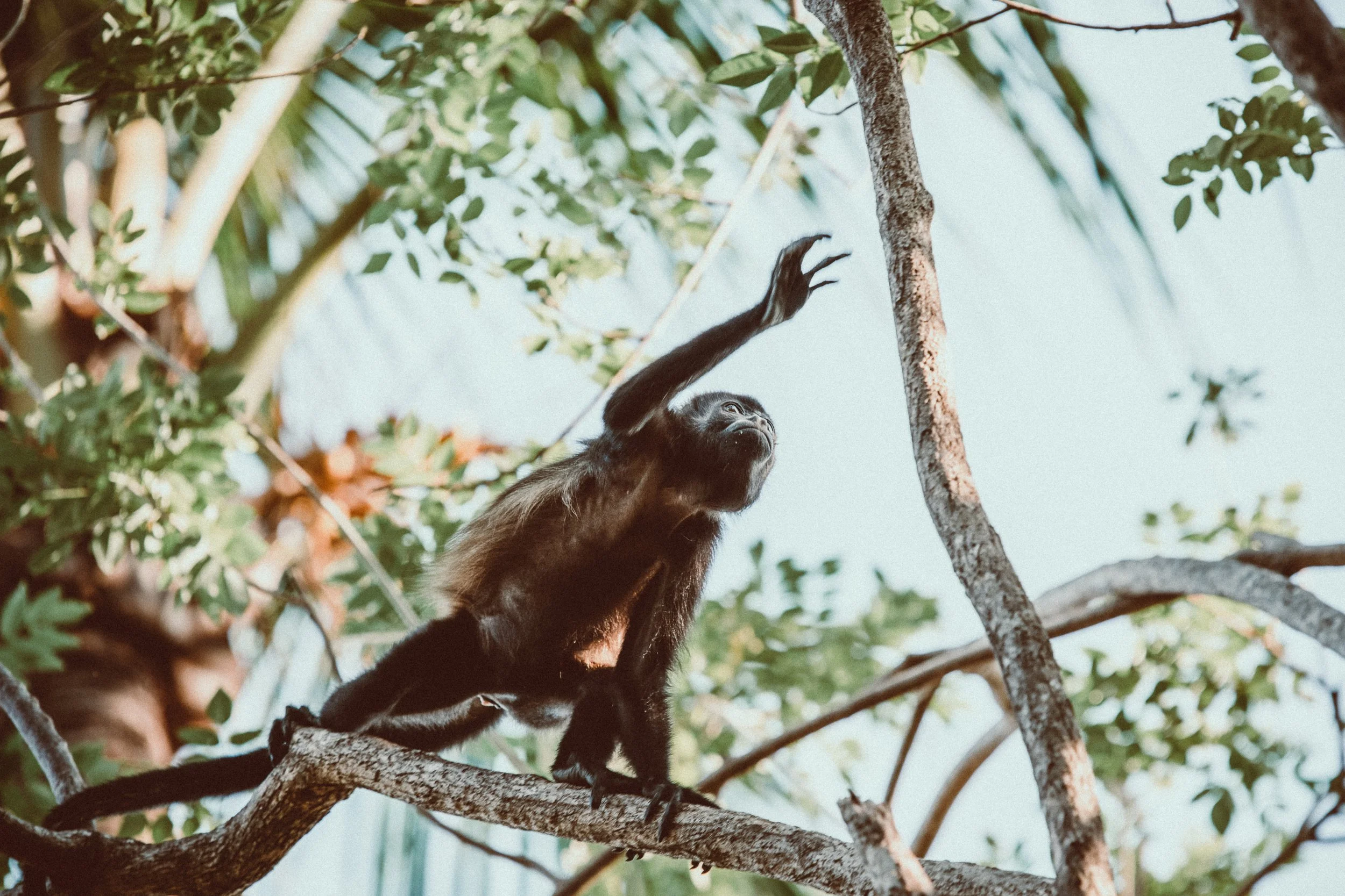 a monkey in a tree in a documentary style photo by an idaho photographer
