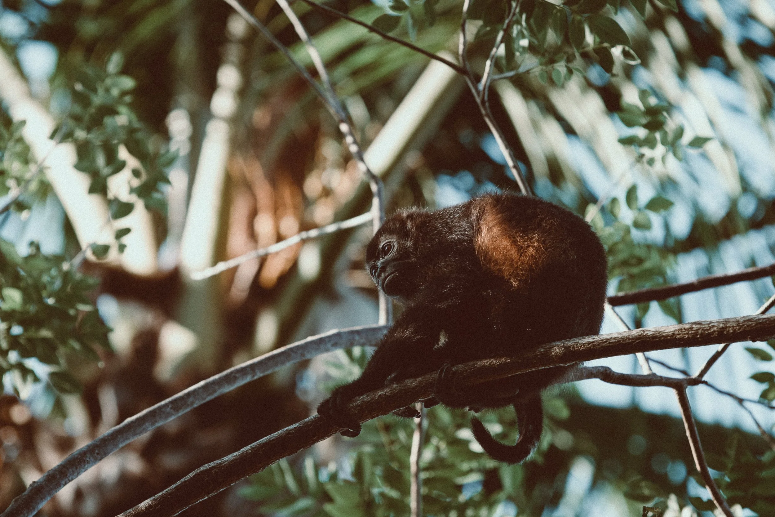 documentary style photography of a monkey in the jungle by a pocatello idaho photographer