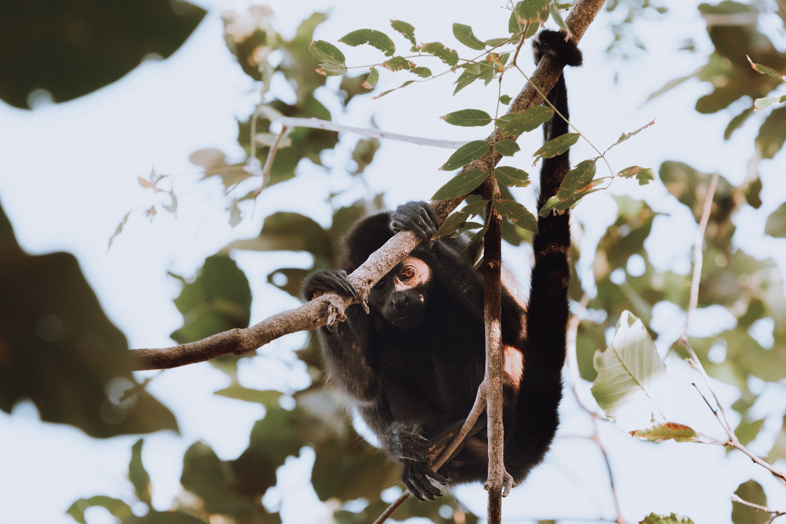 a monkey in a tree looking at a documentary style photographer from pocatello idaho
