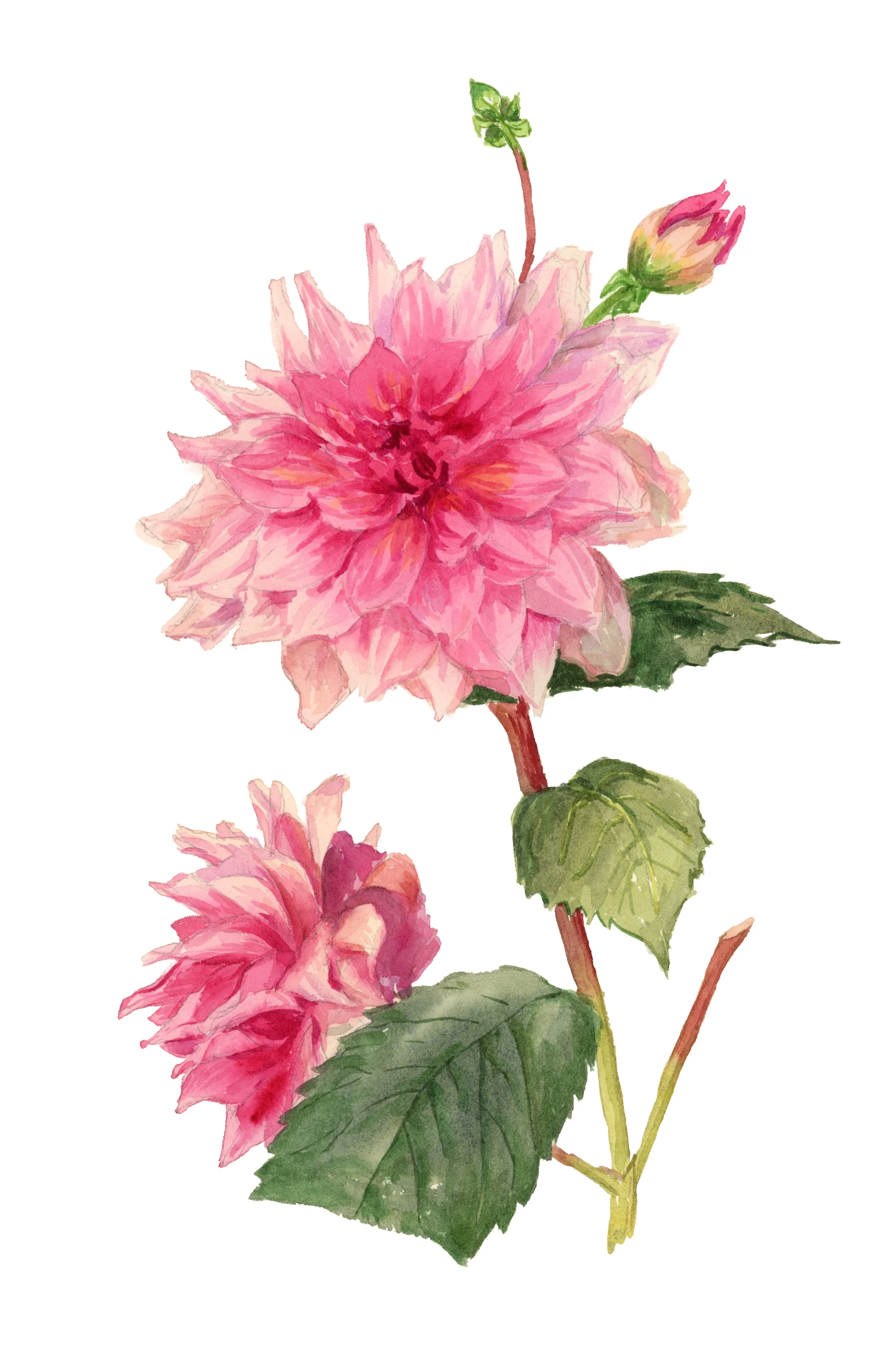 pink dahliacmyk.jpg