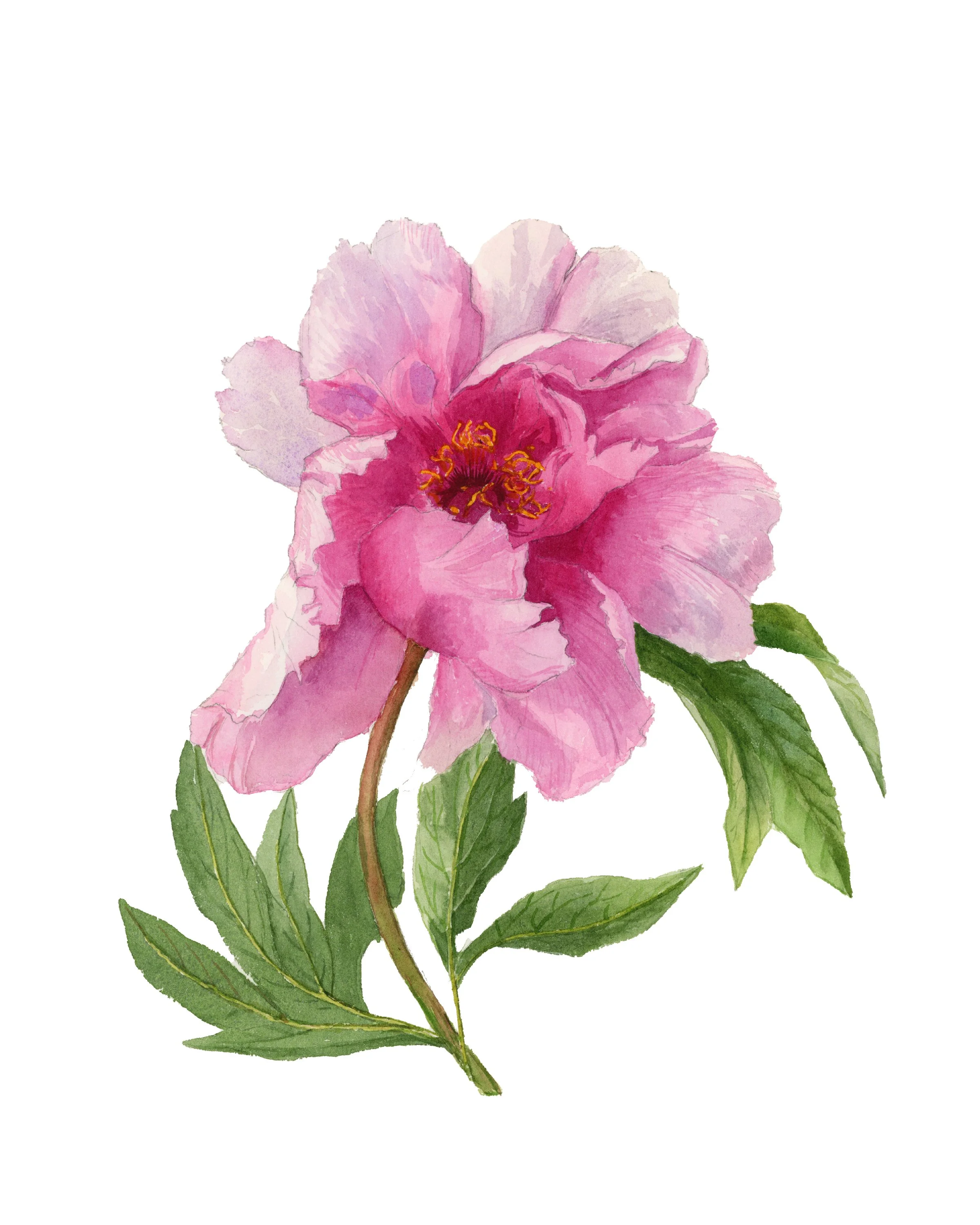 8x10printfloral-02.jpg