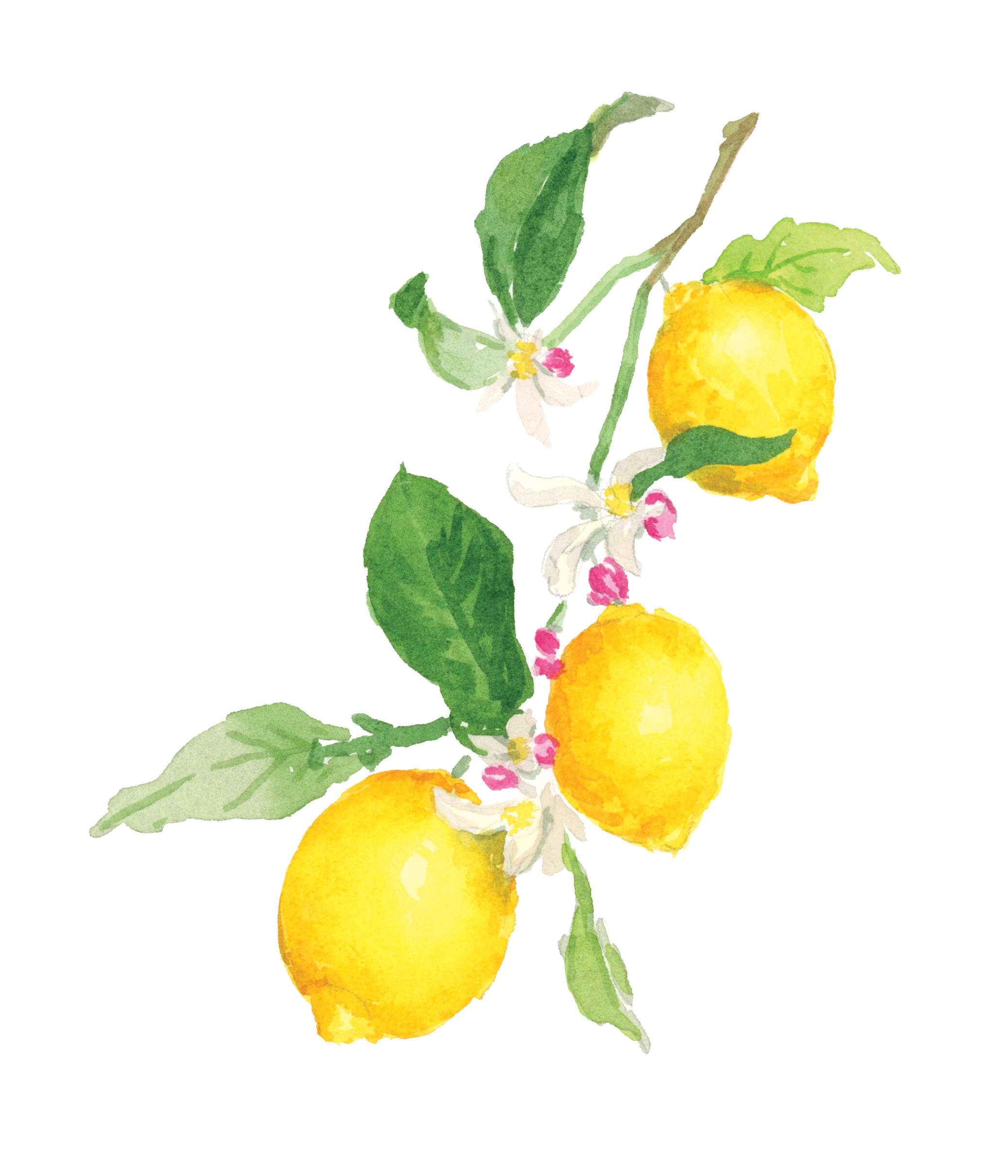 lemontrio.png