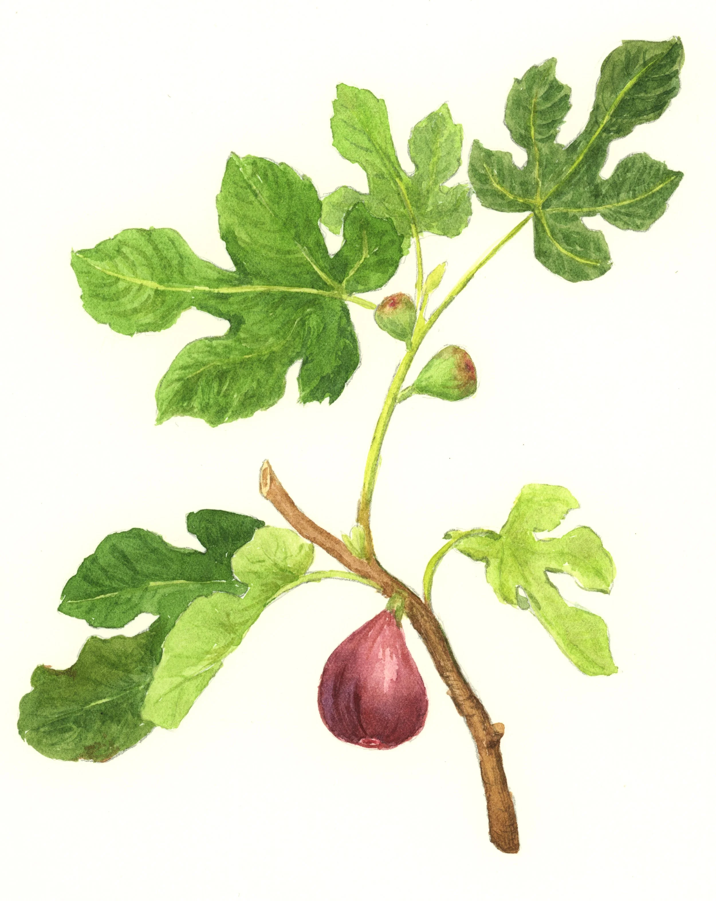 Fig_auction.jpg