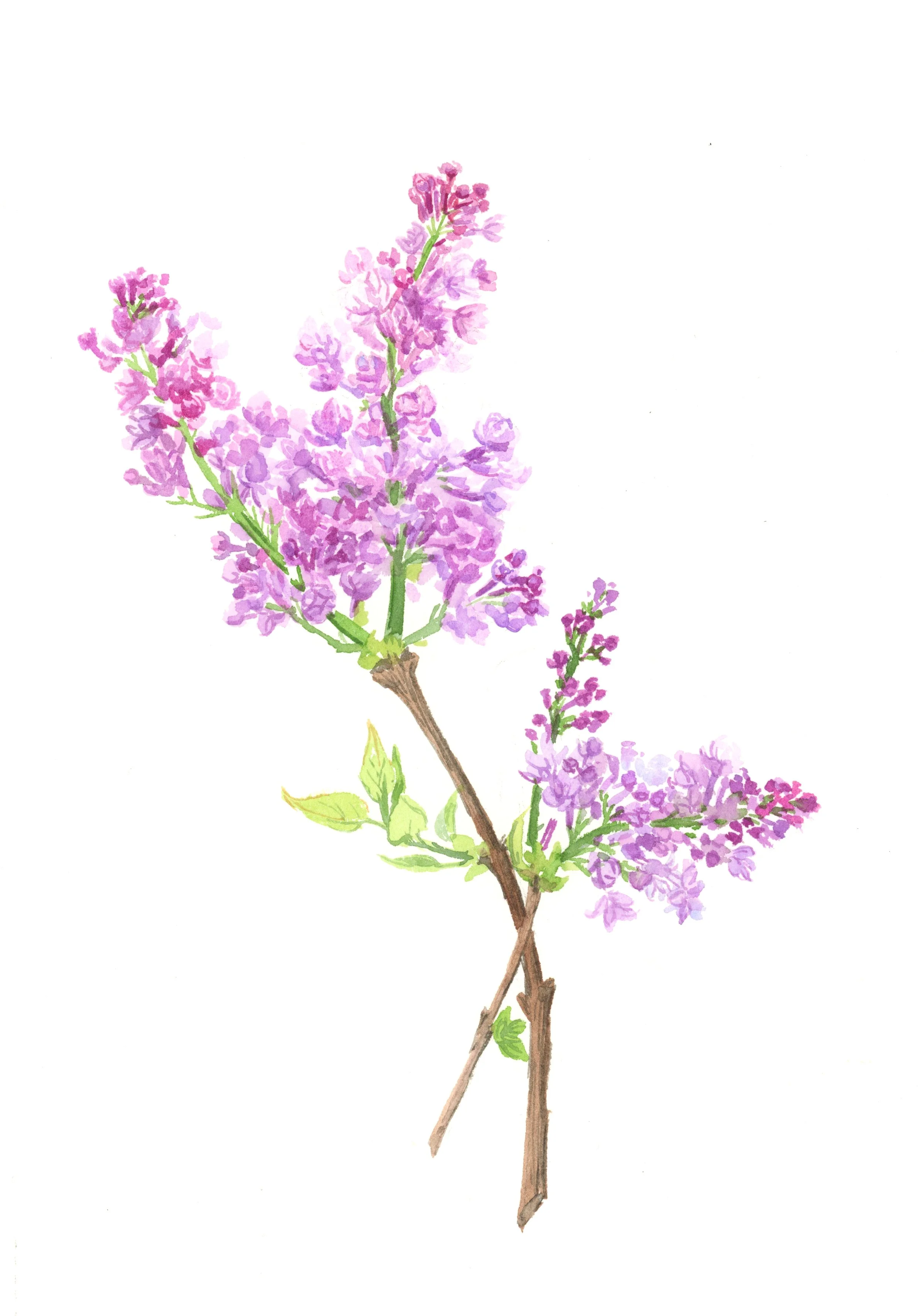 lilac1.jpg