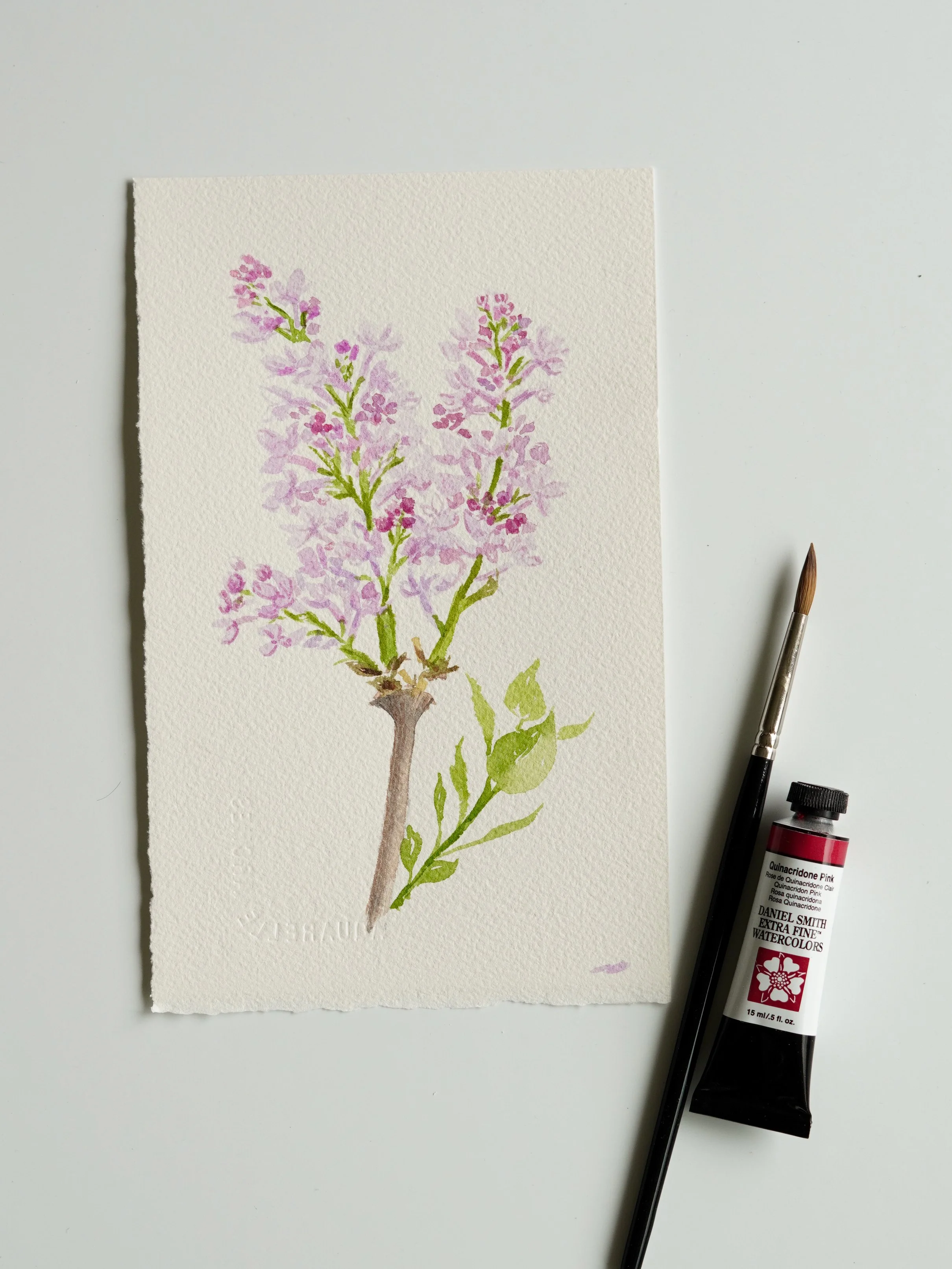 Purple Lilac no.2 - 7 x 5