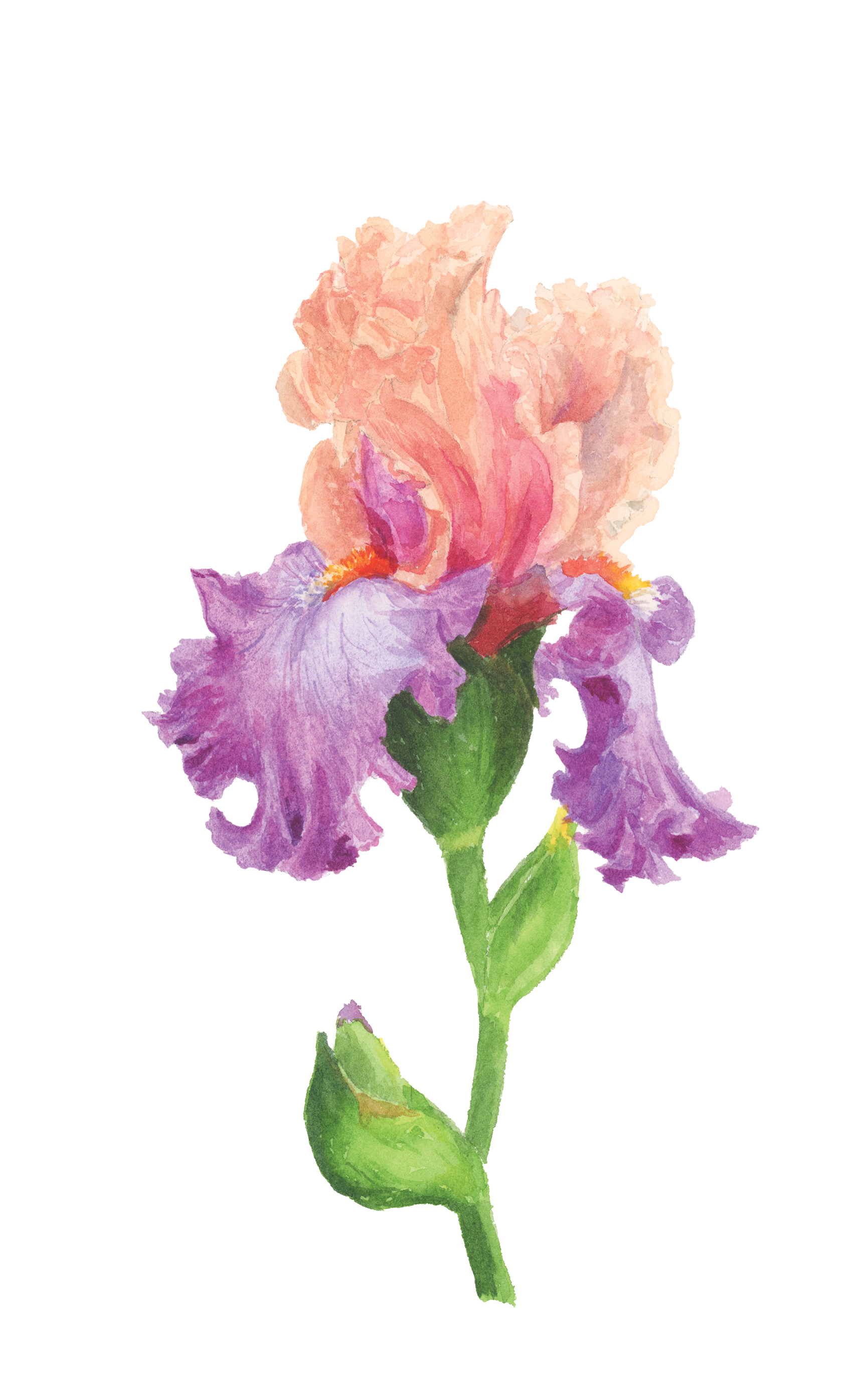 iris2.png