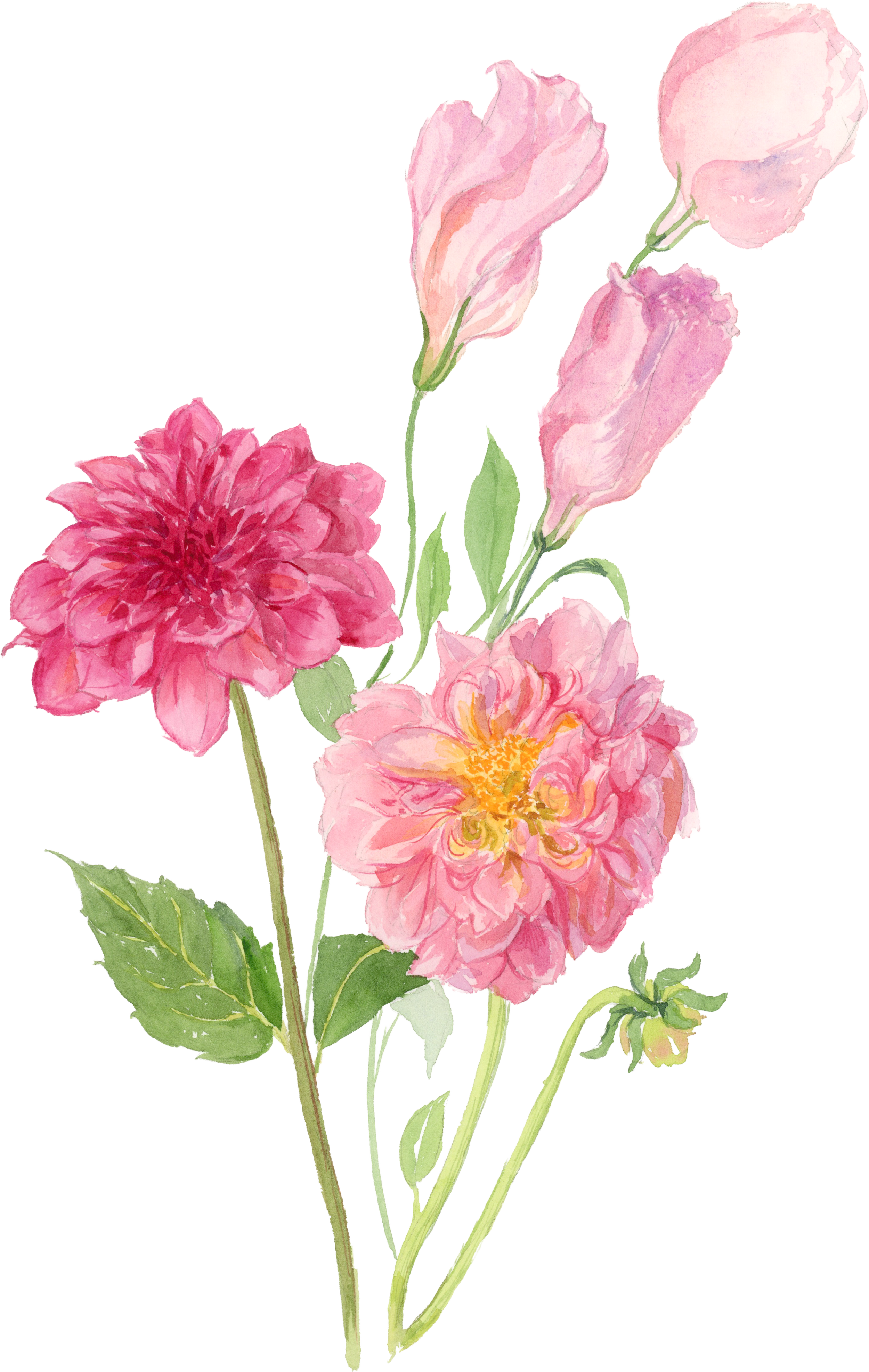 dahlia.png