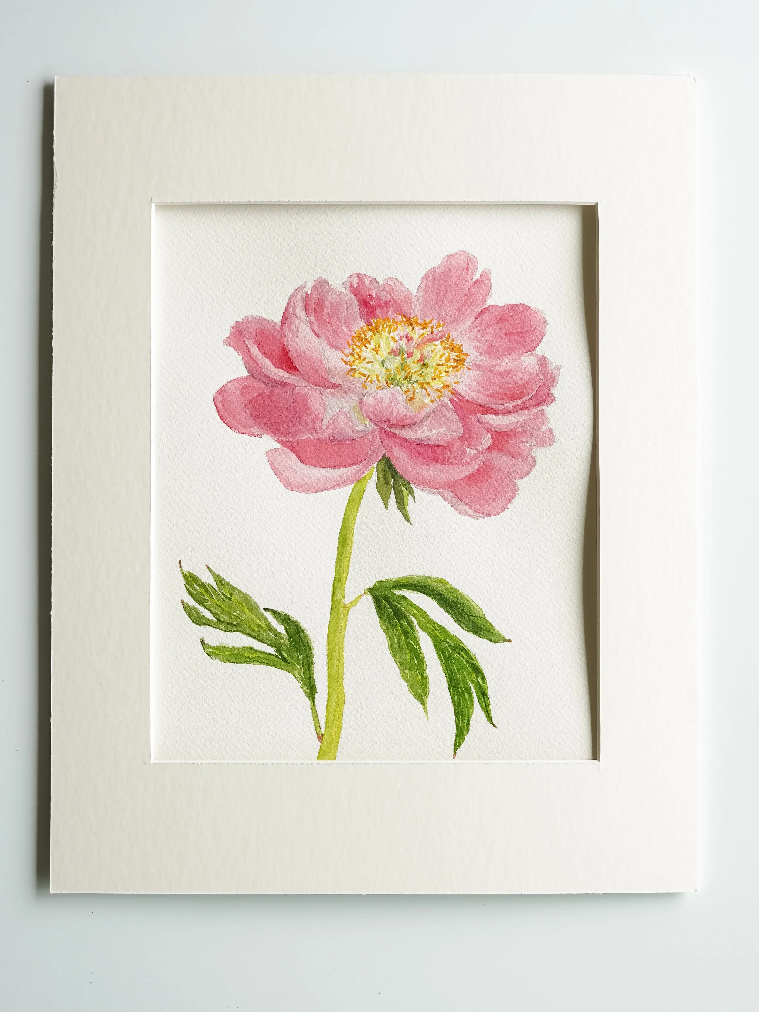 Paula Fay Peony - 10 x 8