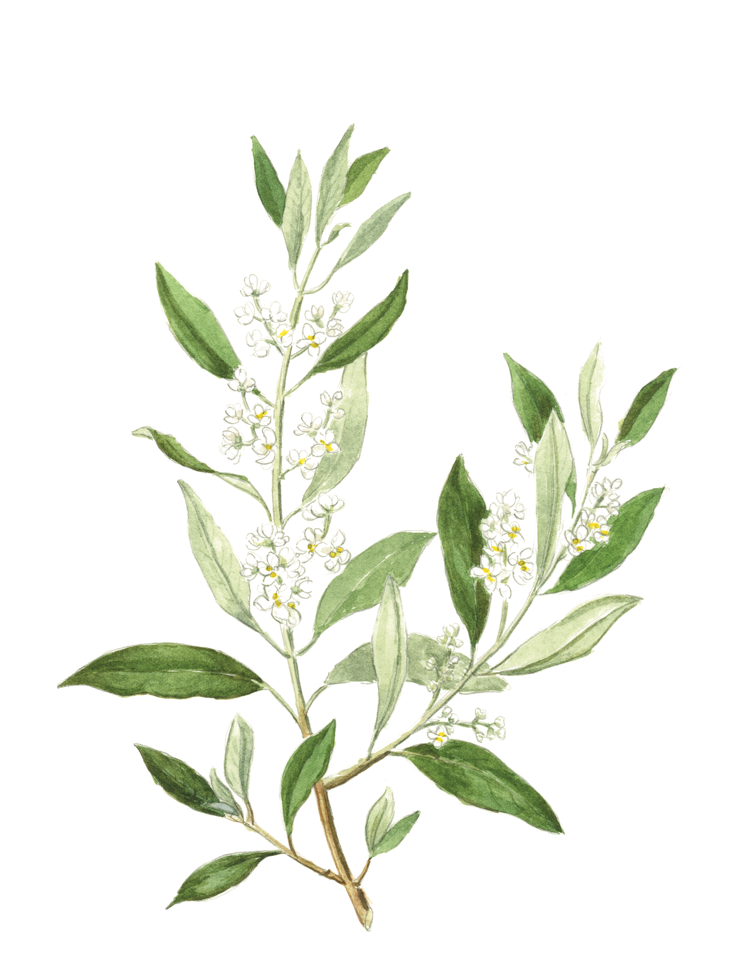 olives_cmyk.png