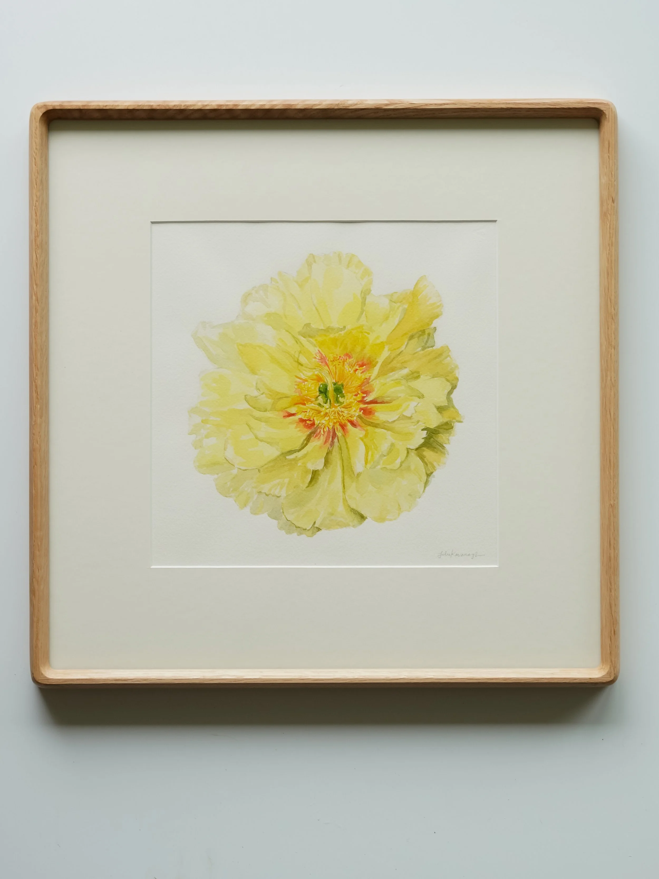 Yellow Itoh Peony