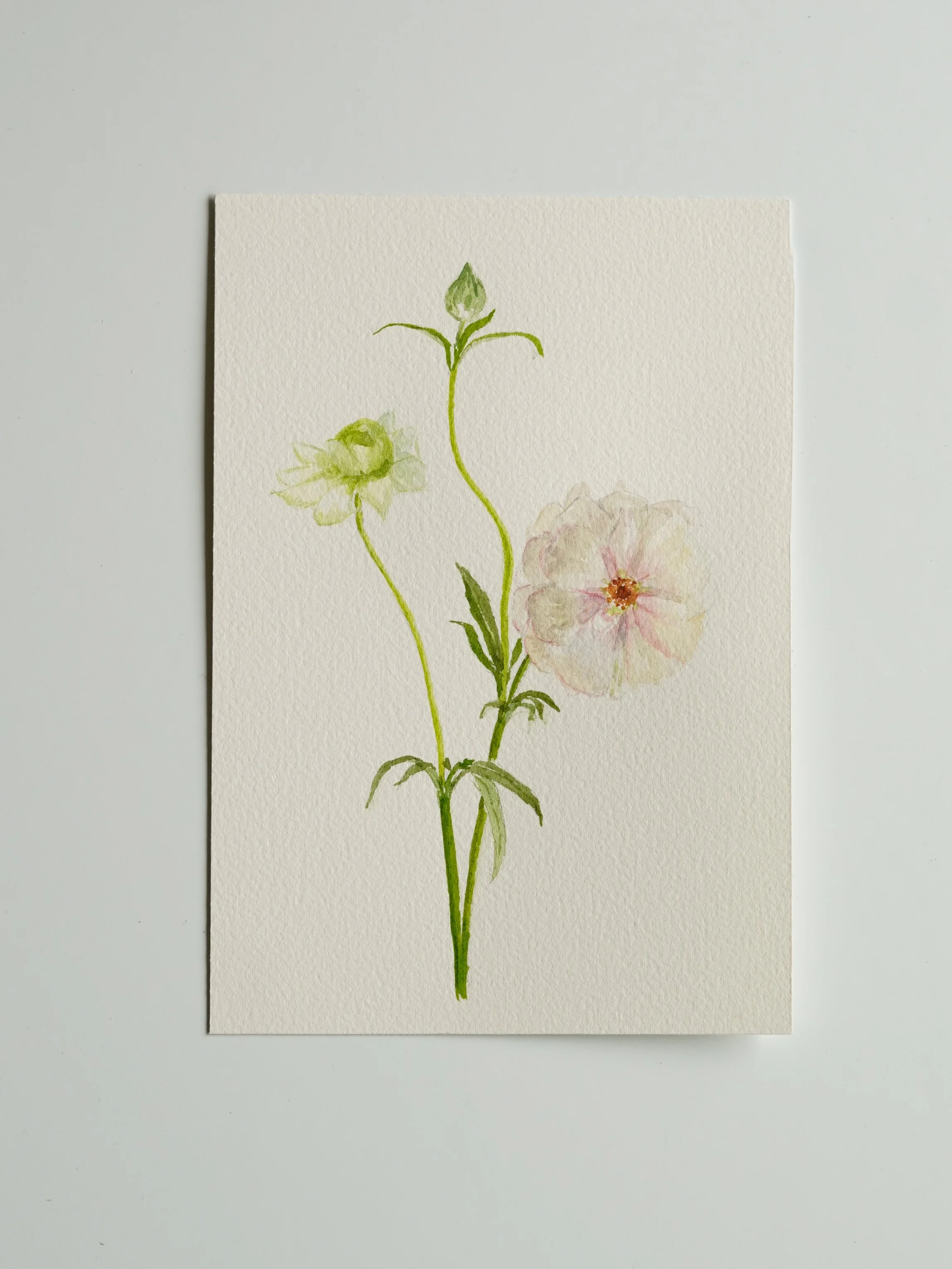 Butterfly Ranunculus - 5 x 7