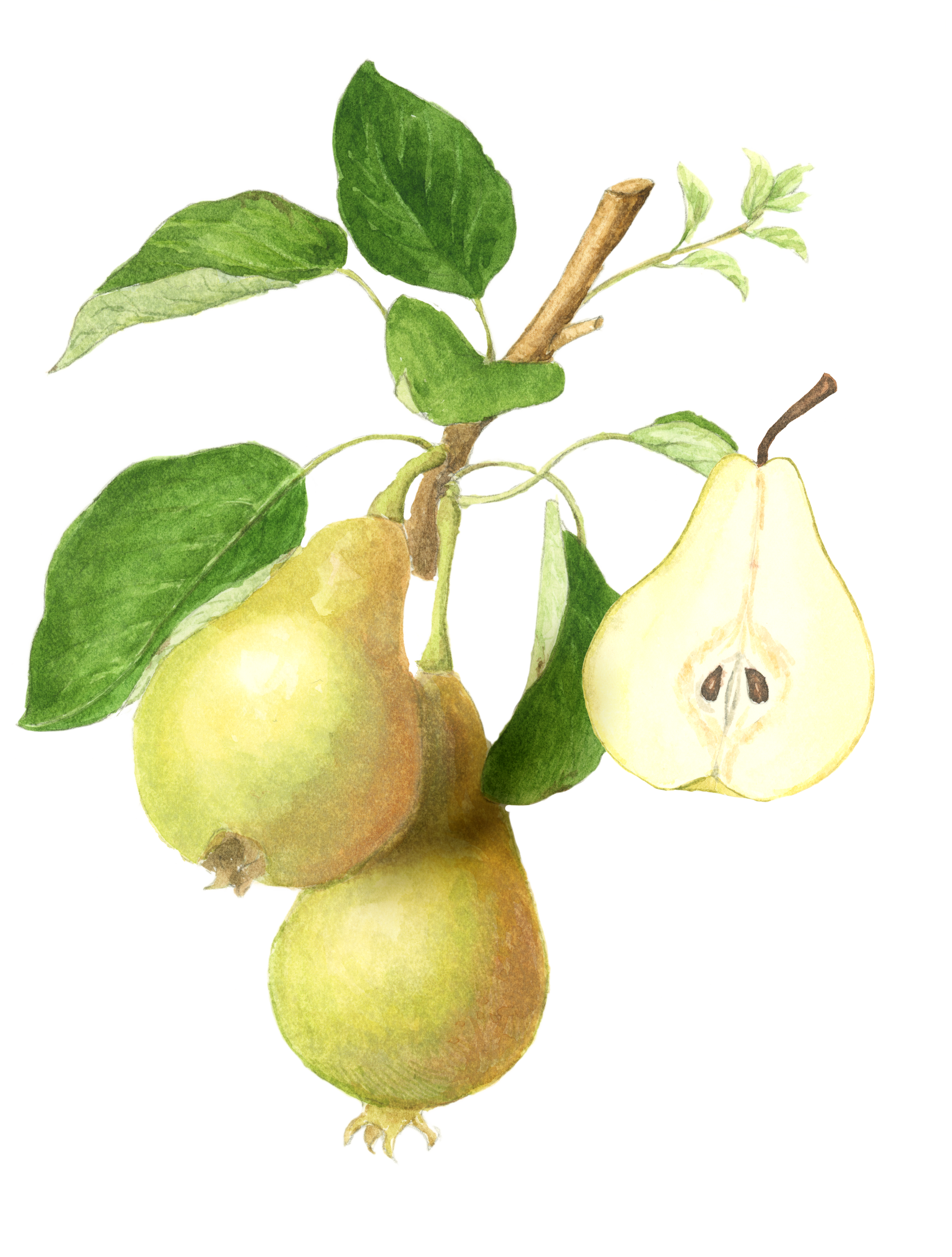 peartransparent3.png