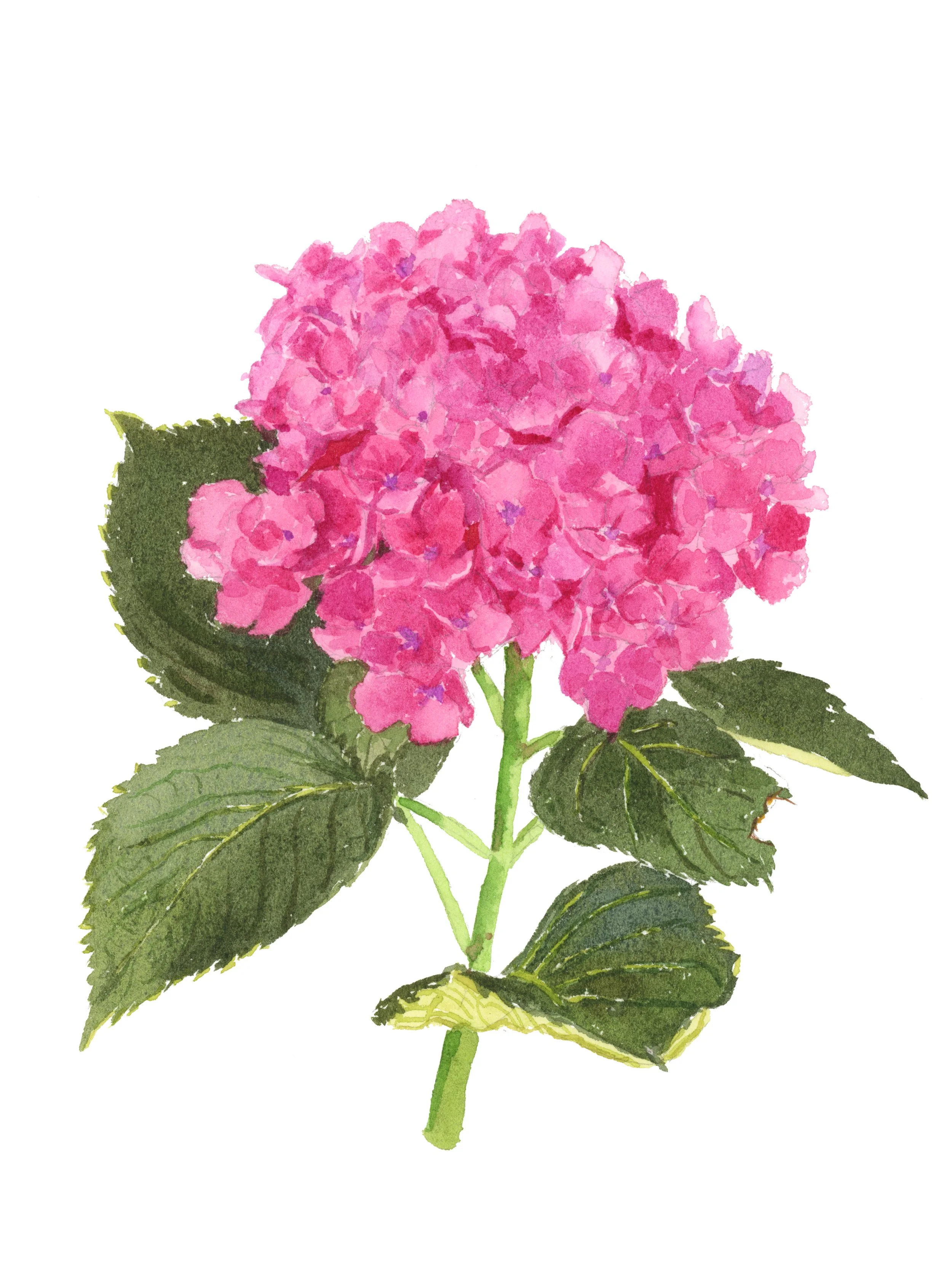 hydrangea.jpg