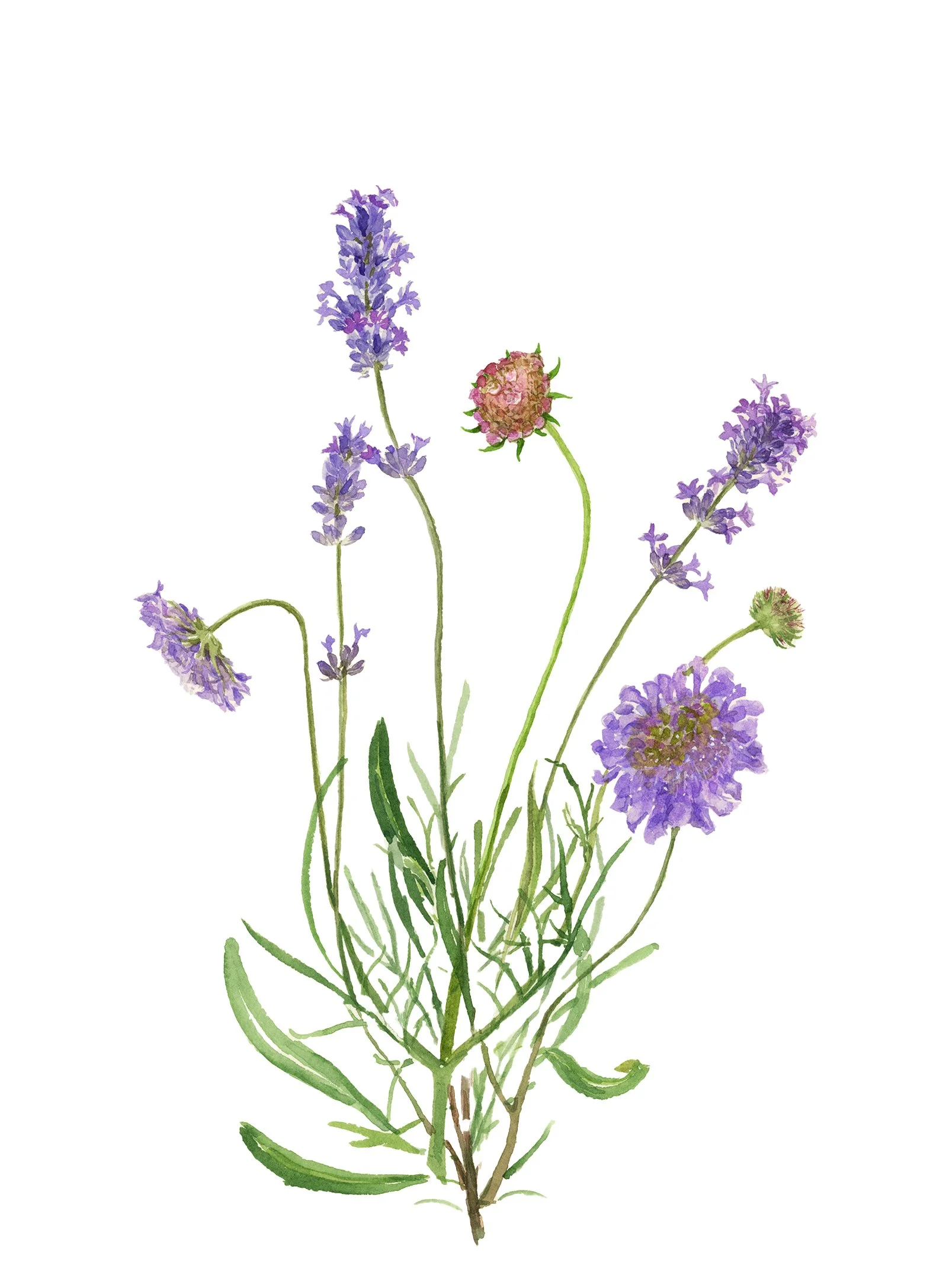 lavenderscabiosa.jpg