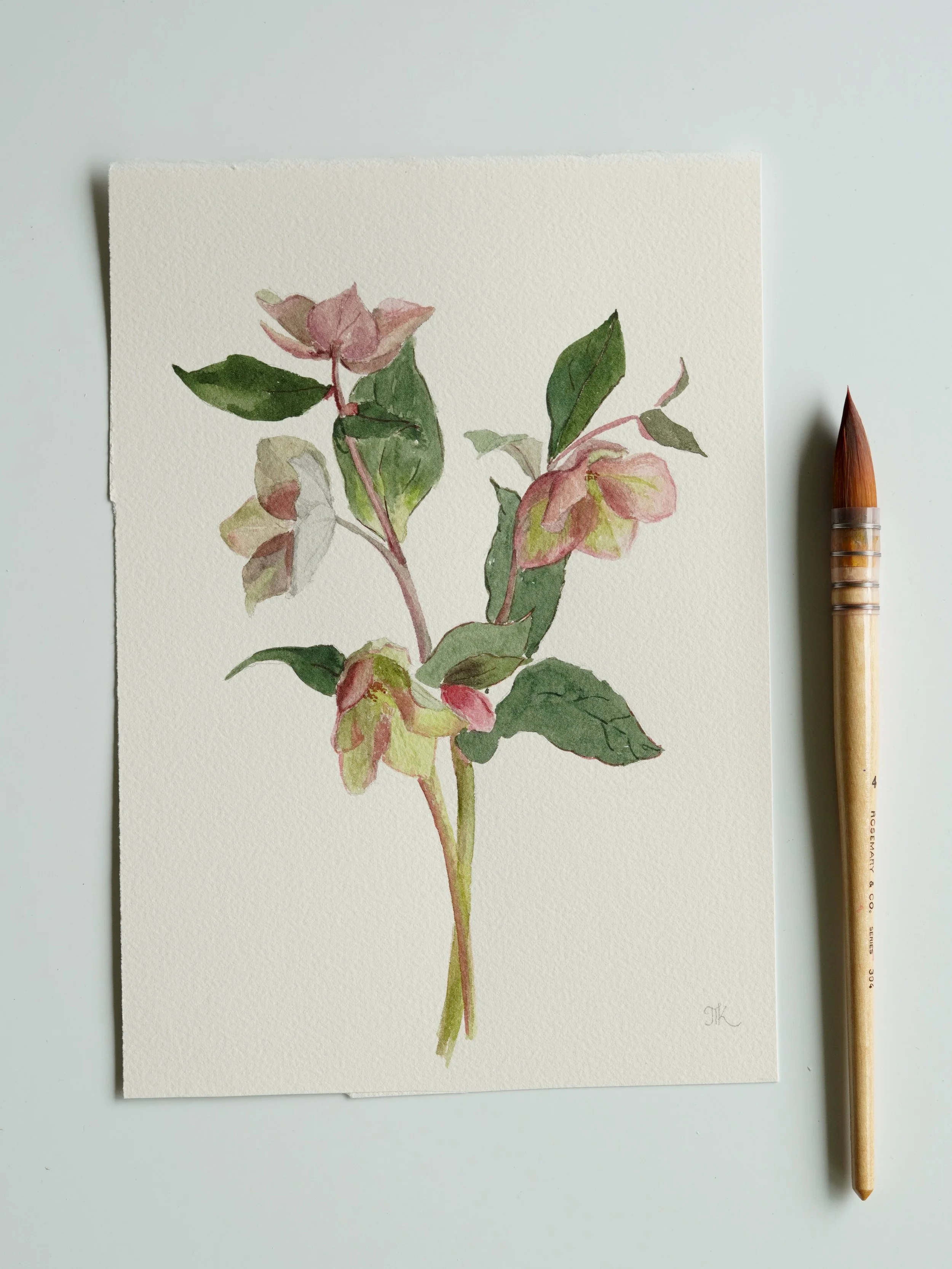Hellebore - 10 x 7