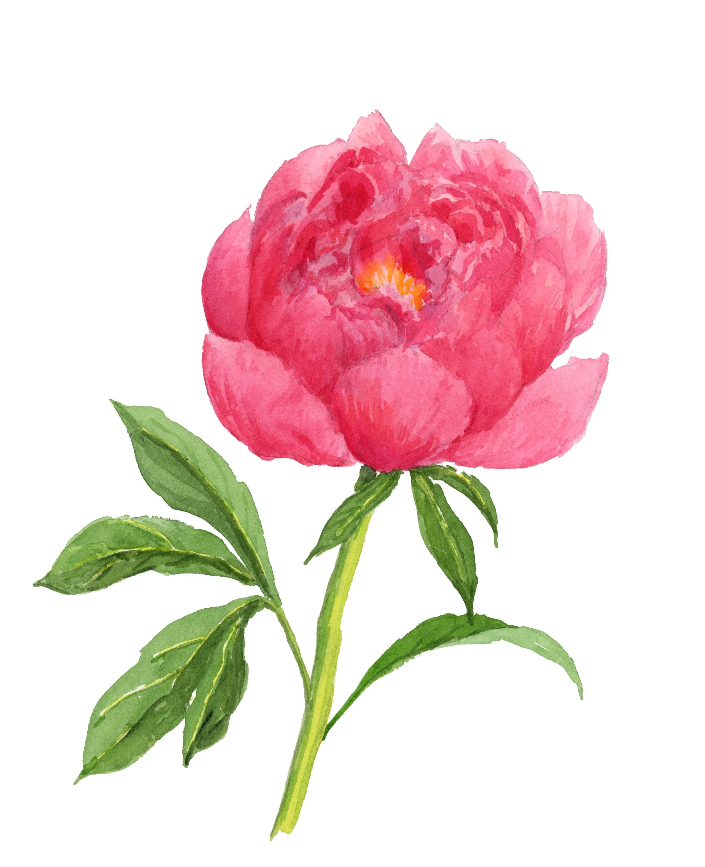 Paula Fay Peony - 10 x 8