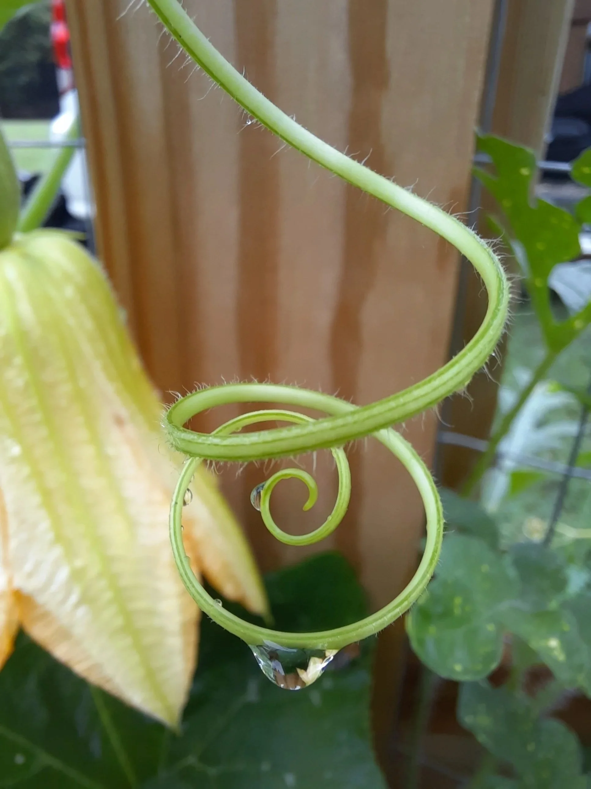 Squash tendril and waterdrop - Photo by Anna L. Beall