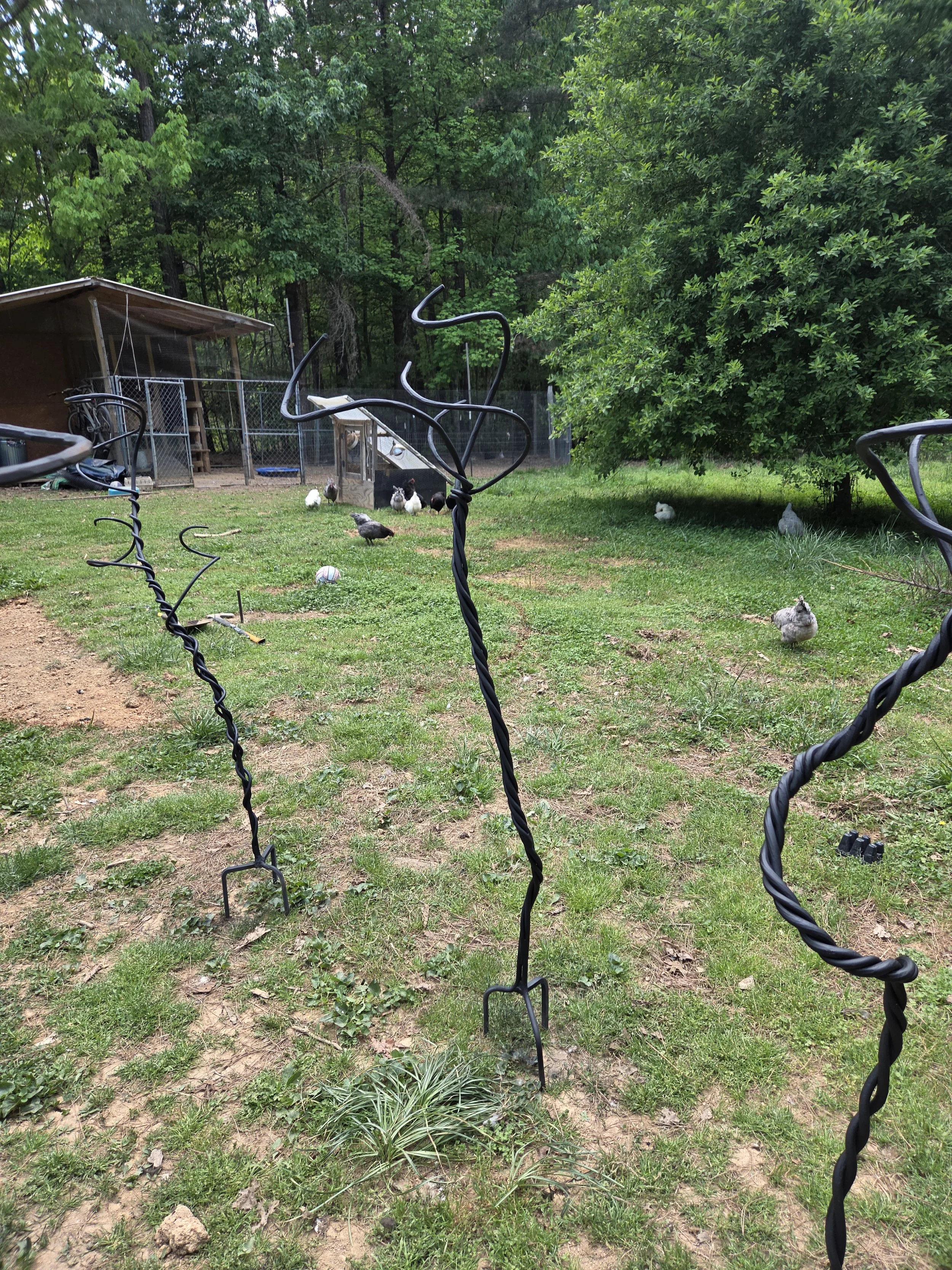 Chickens make great critics while working
