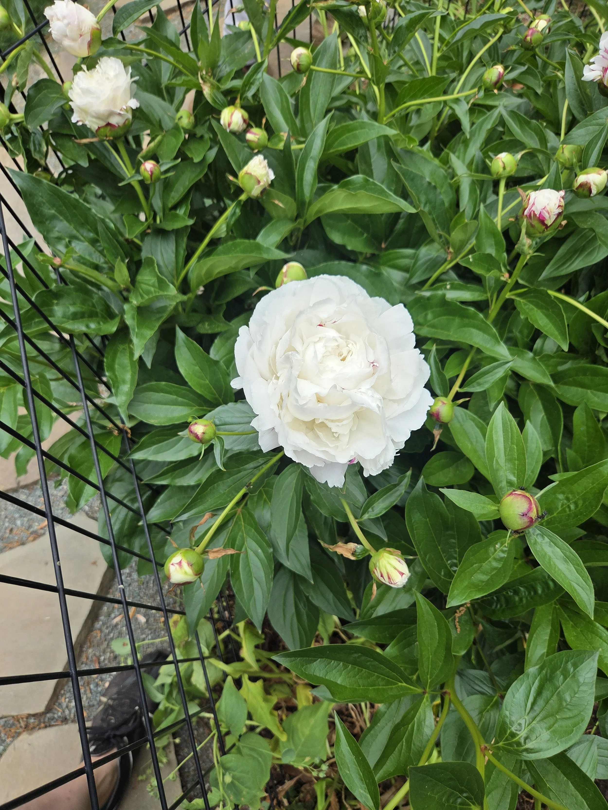 Some of the beautiful flowers this customer always has