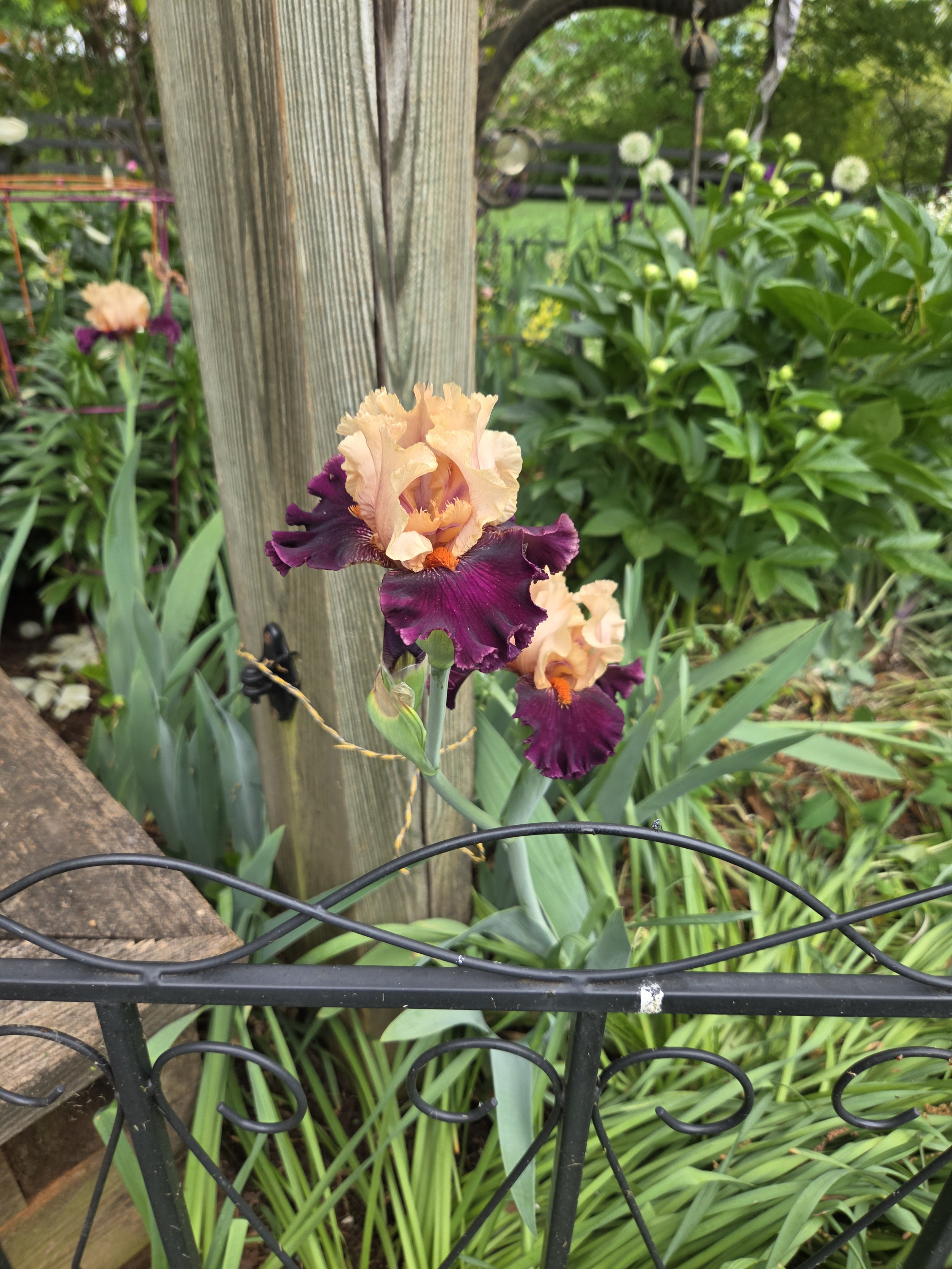 One of my favorites from her gardens