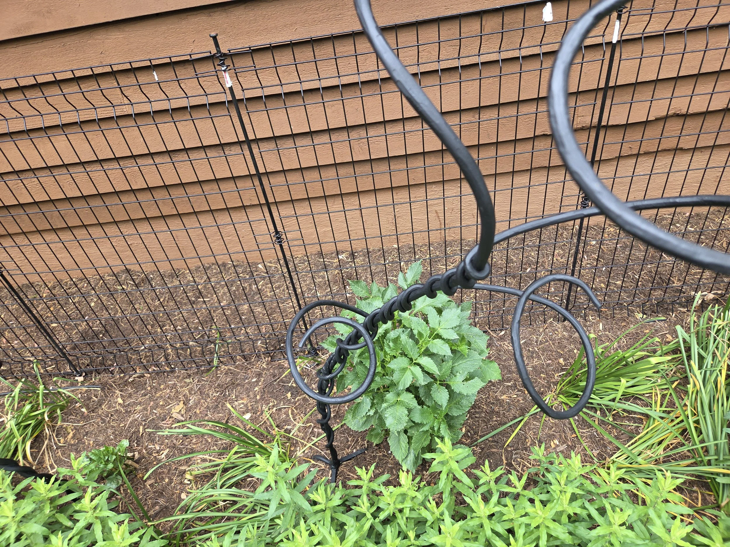 These little plants will grow into Dinner Plate Dahlias, thus why she needed the supports