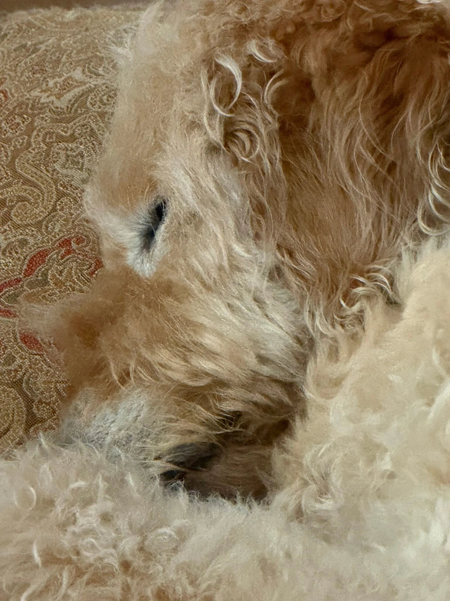 I love and am thankful for Rosy this morning!