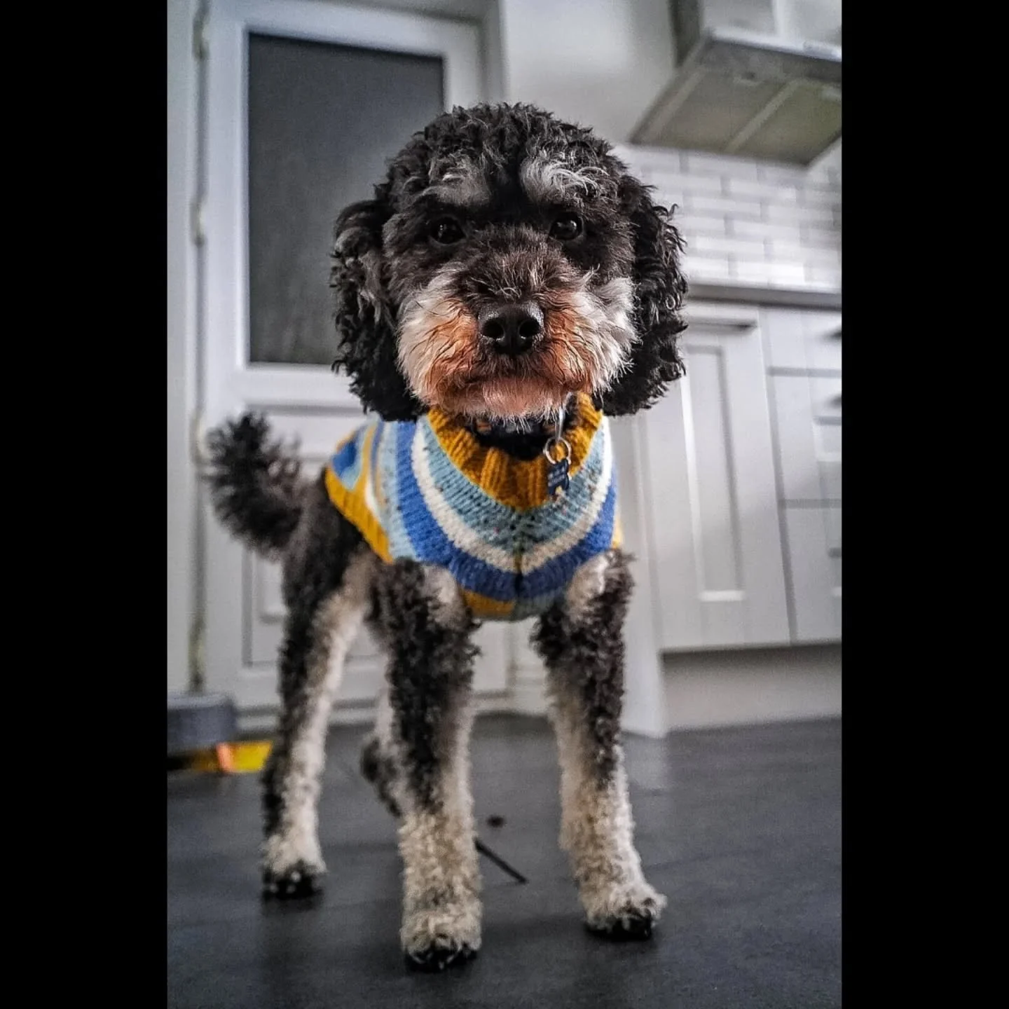Testing my new 28mm 4.5 Viltrox lens with the A7RIV on Billy Boy.  Love it. 

#viltrox28mmf45 #dogstagram #dogphotography  #dogportrait #cavapoo #cavapoosofinstagram #viltrox