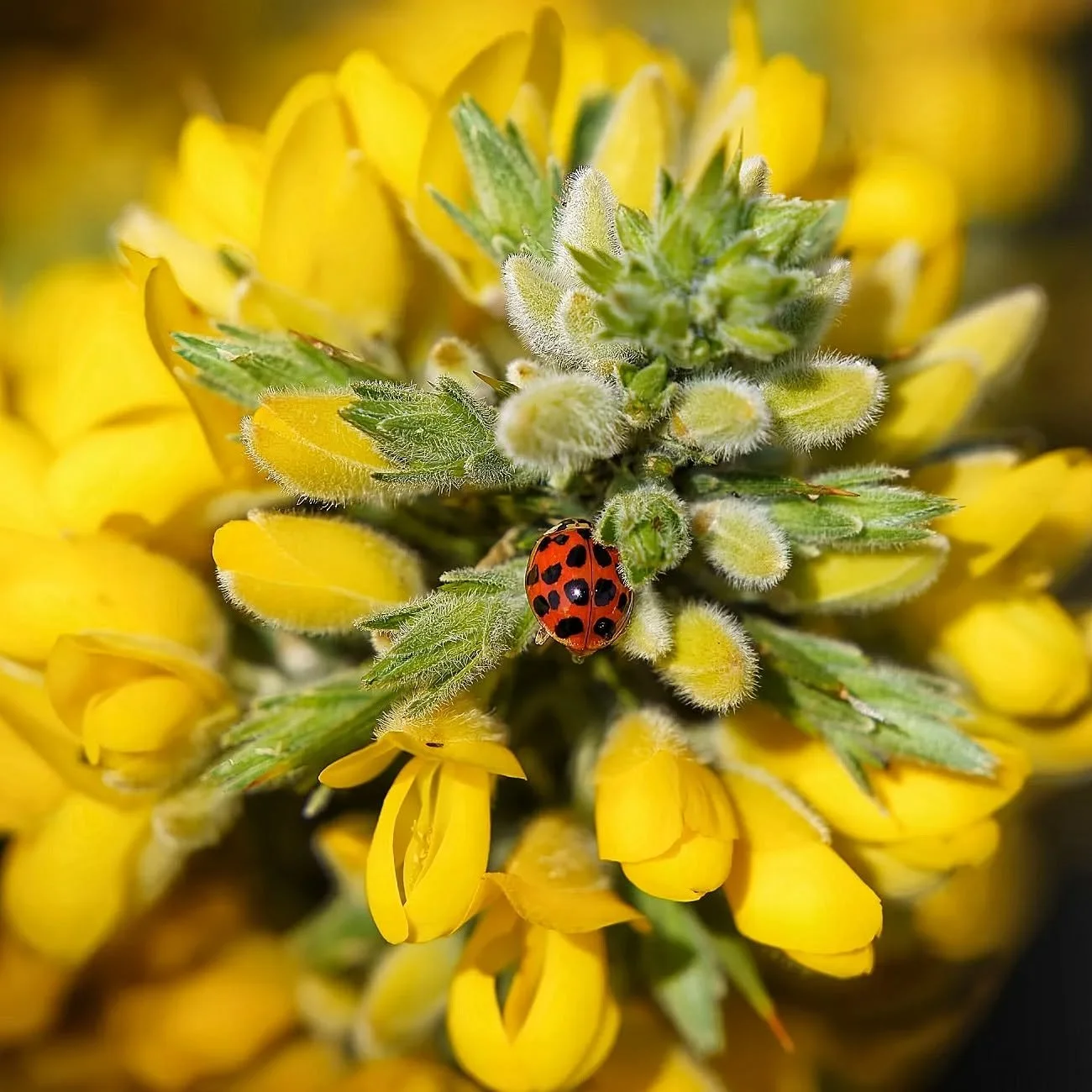 The summer is gone so here's a pic to take you back!

#macrophotography #ladybird #ladybug #insectphotography #yellowflowers #ladybirds #ladybird🐞 #macrophoto #macrophotographylove #macronature #swindonphotosoc #swindonphotographer #swindon  #wiltsh